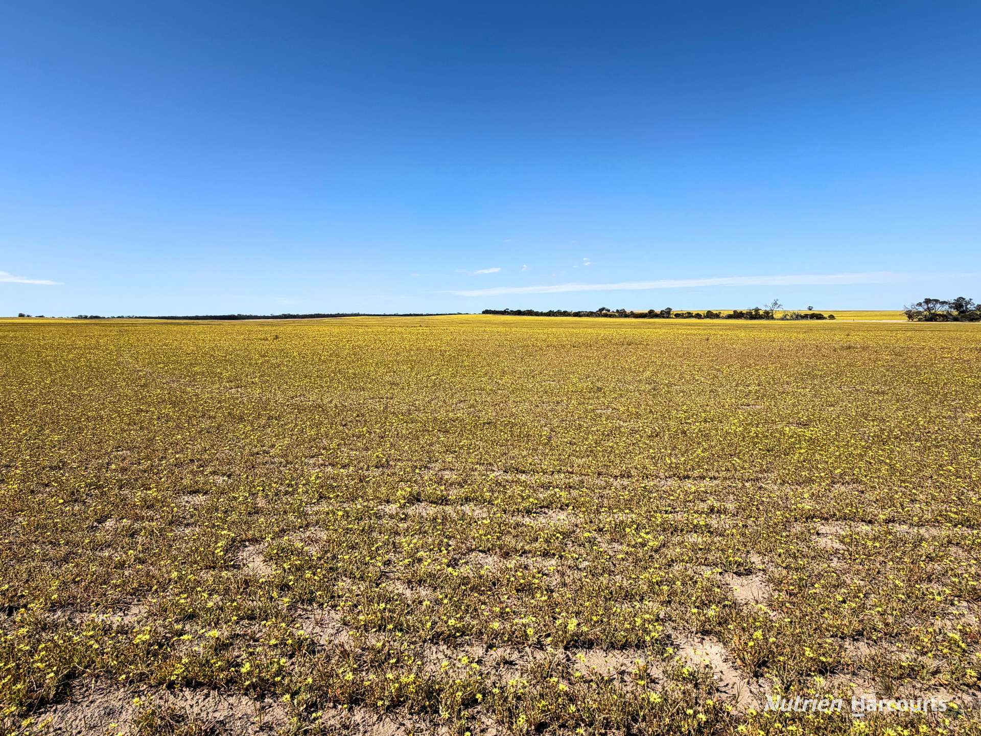 Lot 1 Calzoni Road, Woolocutty Auction by Farmbuy.com - image 24