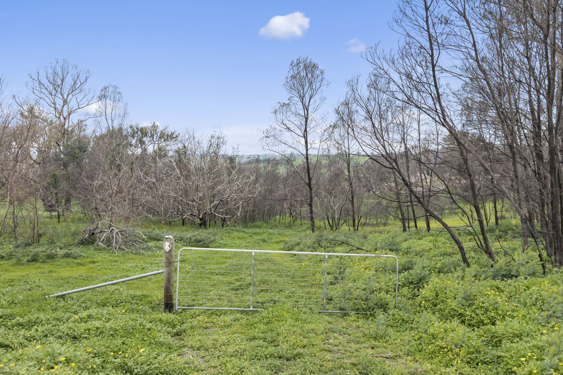 806 Weibye Track, Creightons Creek For Sale by Farmbuy.com - image 5