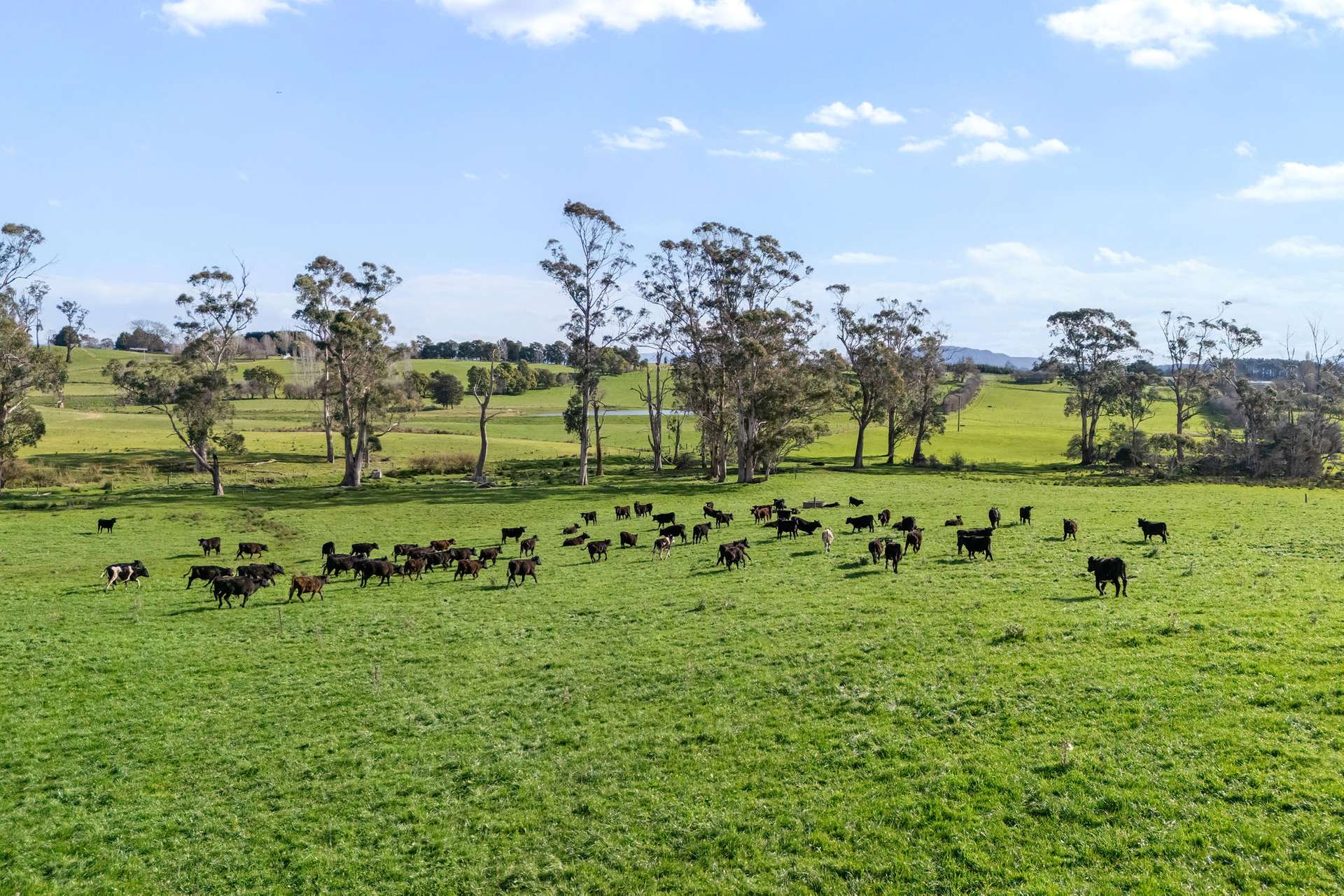 5329 Bass Highway, Deloraine For Sale by Farmbuy.com - image 29