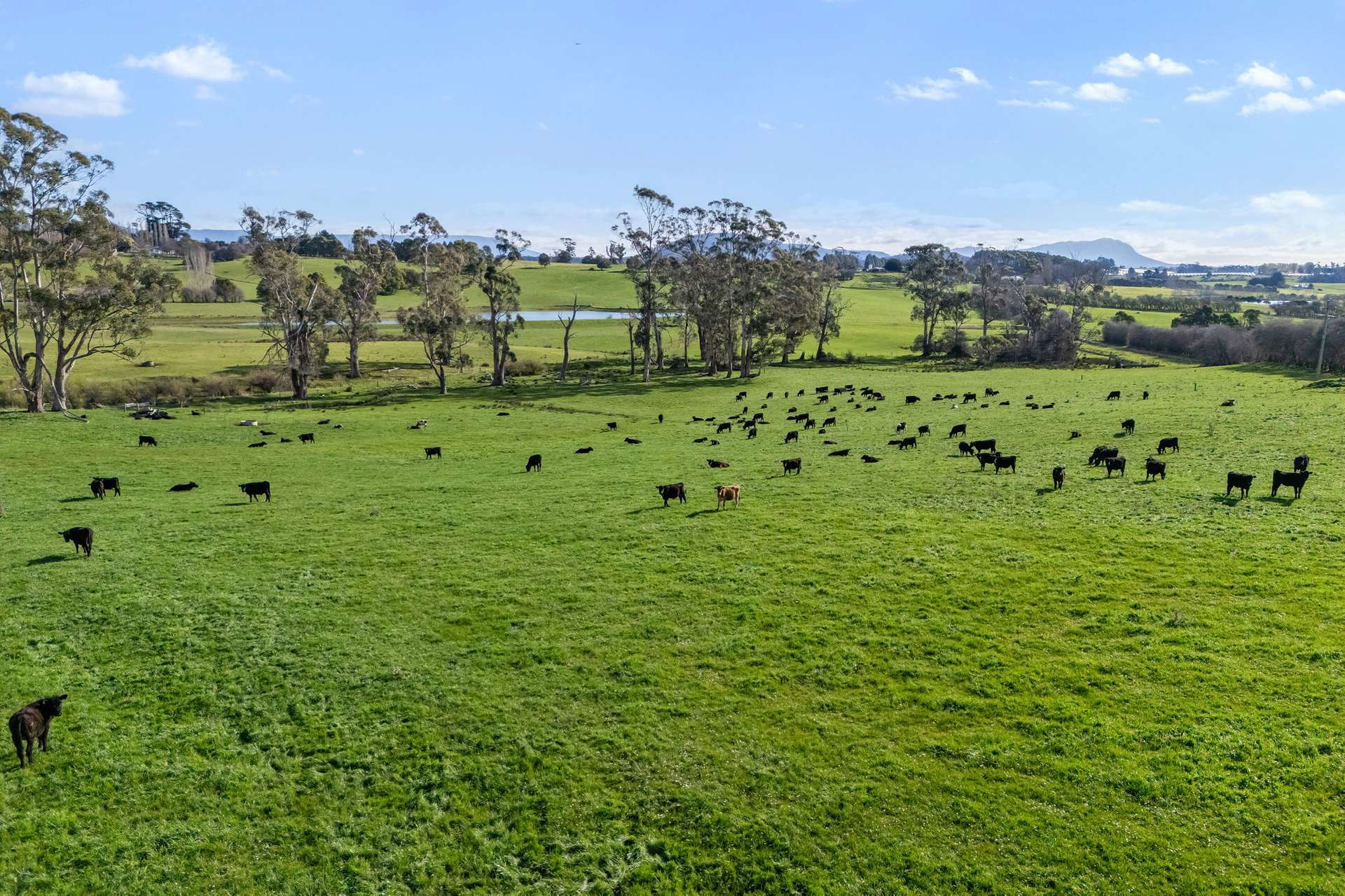 5329 Bass Highway, Deloraine For Sale by Farmbuy.com - image 28