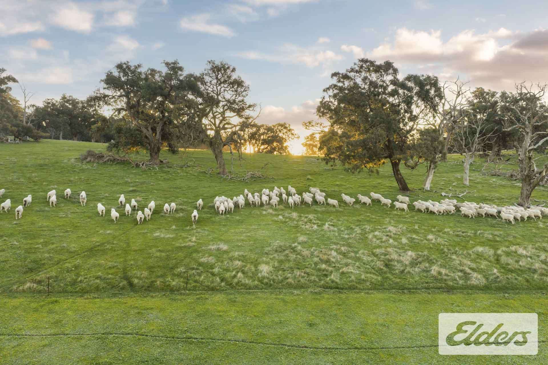 927 Racecourse Road, Langi Kal Kal For Sale by Farmbuy.com - image 31
