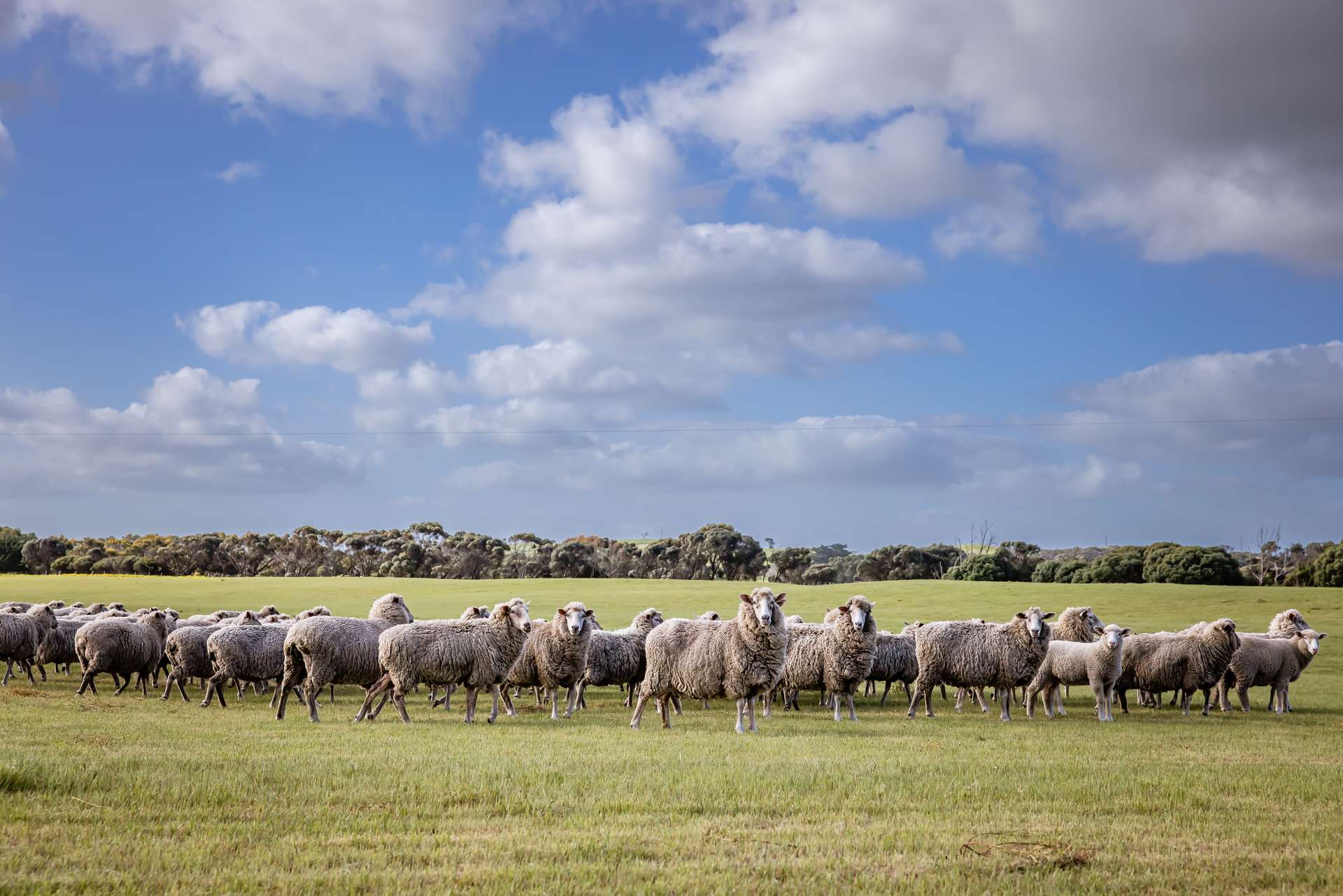 3059 Southern Ports Highway, Robe Auction by Farmbuy.com - image 18