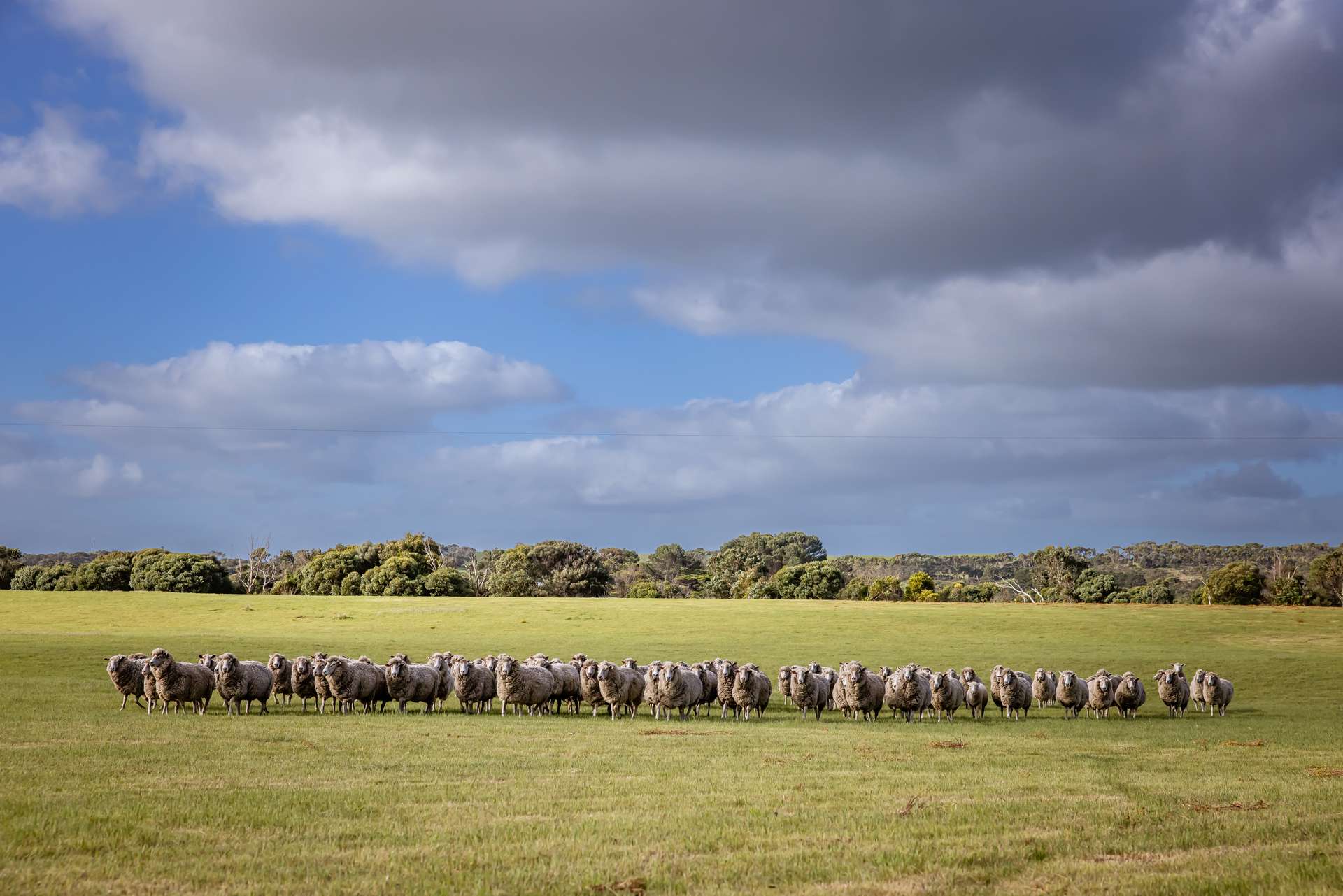 3059 Southern Ports Highway, Robe Auction by Farmbuy.com - image 17