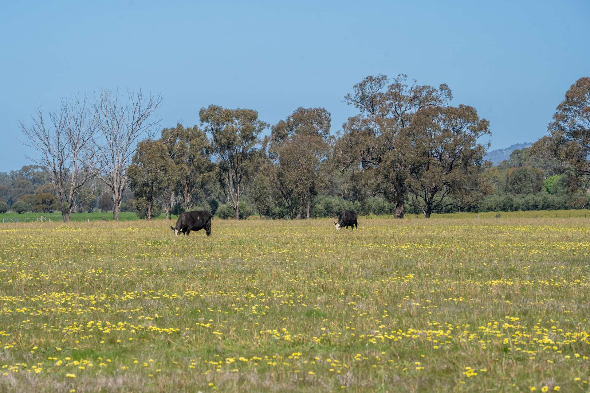 613 Old Euroa Road, Balmattum For Sale by Farmbuy.com - image 35