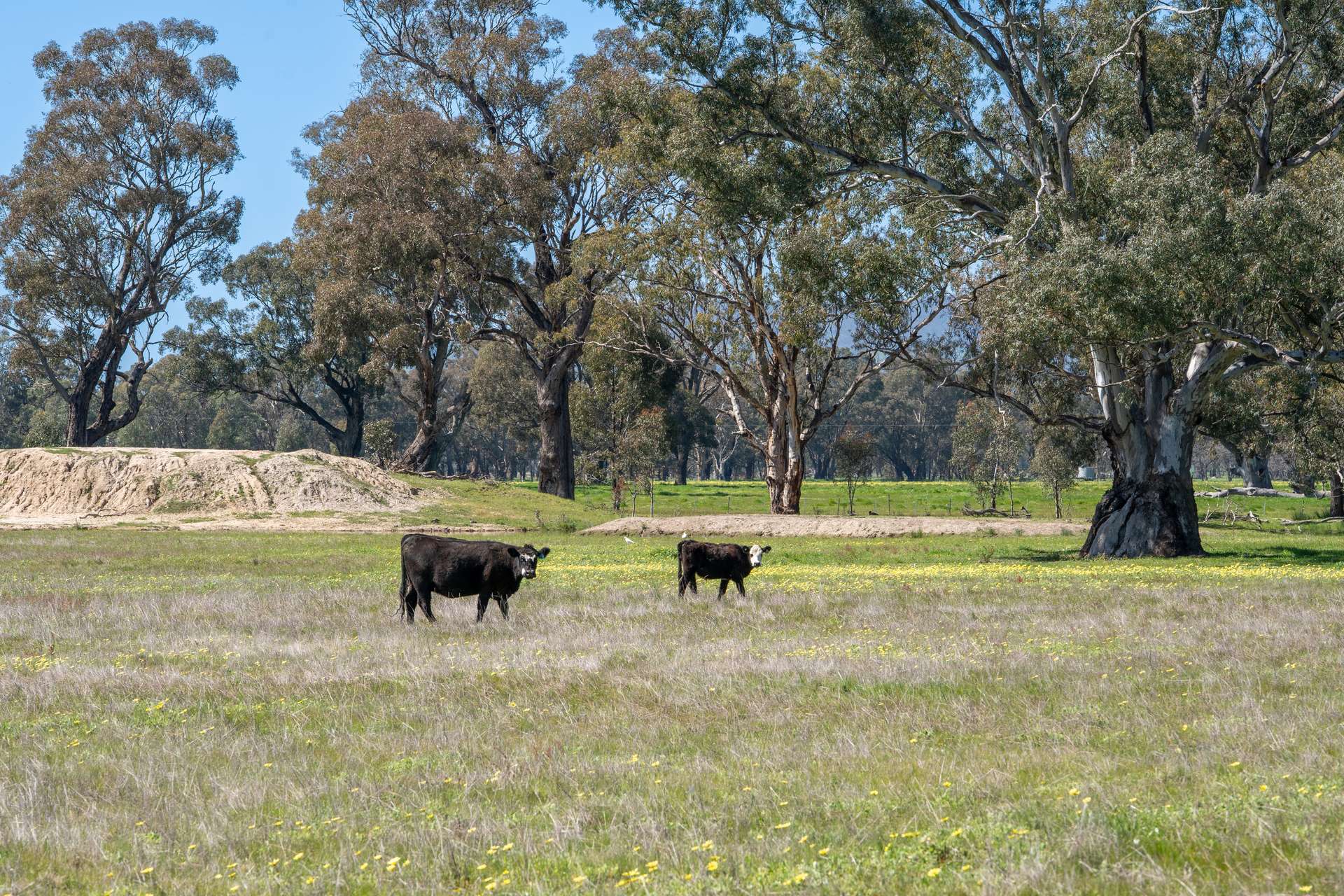 613 Old Euroa Road, Balmattum For Sale by Farmbuy.com - image 34