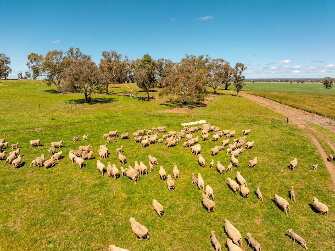 439 Taylors Road, Gidgingbung Via, Temora For Sale by Farmbuy.com - image 15