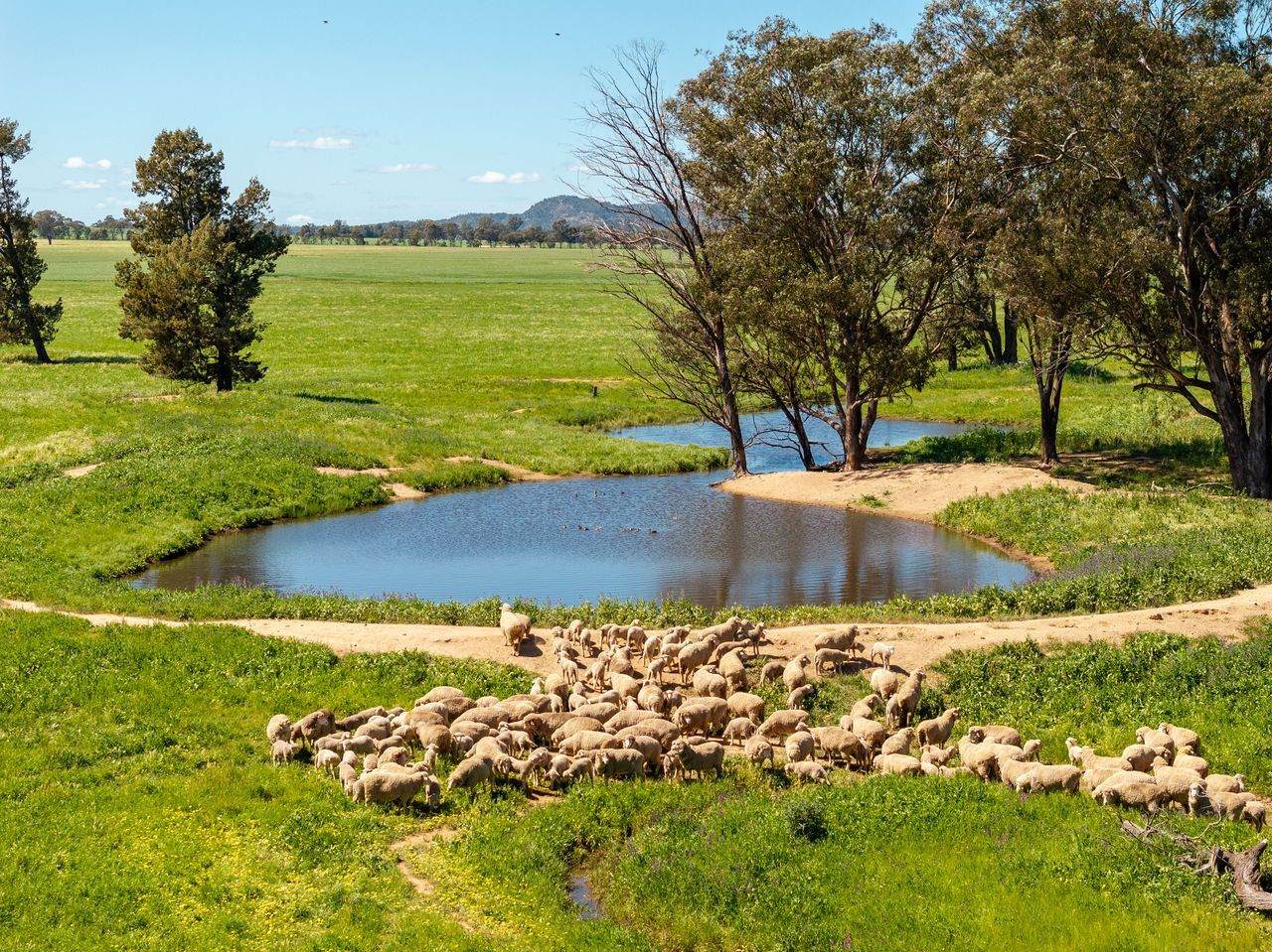 439 Taylors Road, Gidgingbung Via, Temora For Sale by Farmbuy.com - image 23