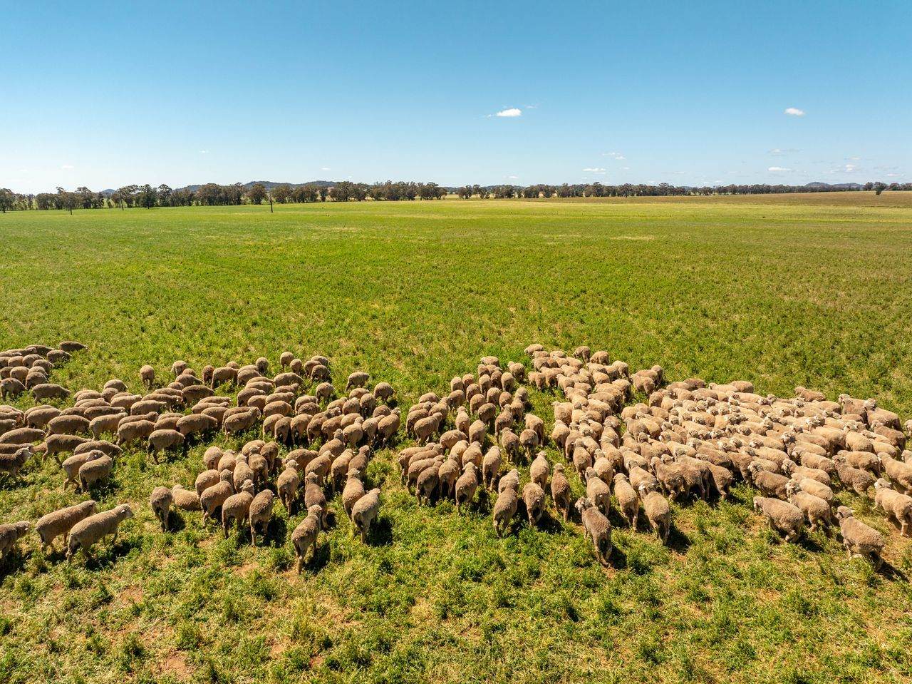 439 Taylors Road, Gidgingbung Via, Temora For Sale by Farmbuy.com - image 9