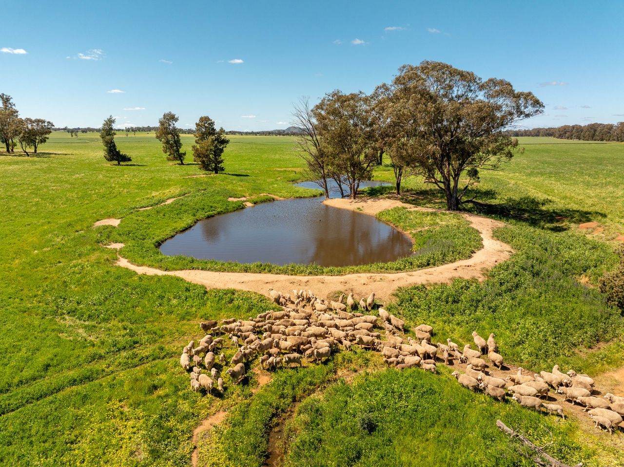 439 Taylors Road, Gidgingbung Via, Temora For Sale by Farmbuy.com - image 17