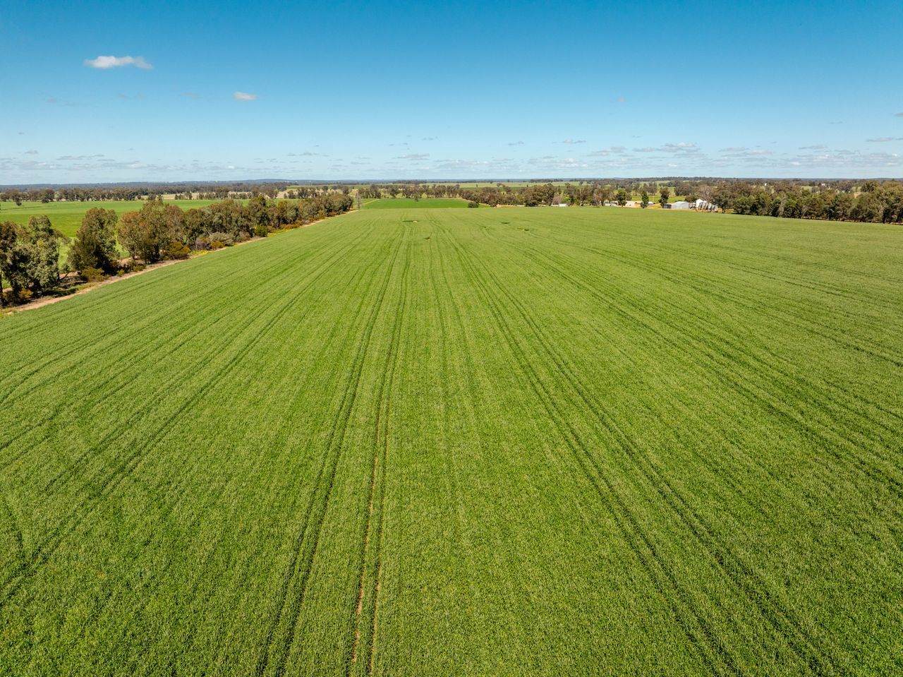 439 Taylors Road, Gidgingbung Via, Temora For Sale by Farmbuy.com - image 12