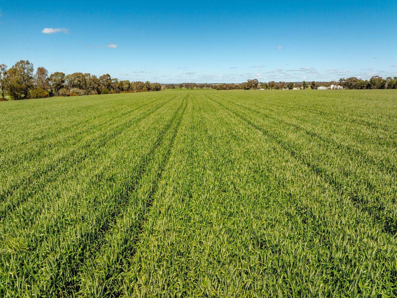 439 Taylors Road, Gidgingbung Via, Temora For Sale by Farmbuy.com - image 20