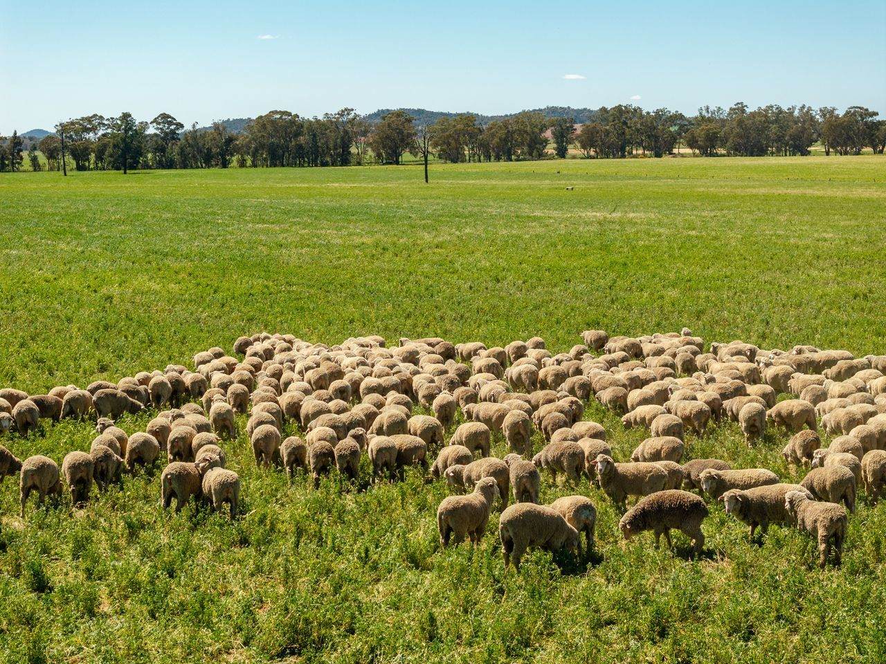439 Taylors Road, Gidgingbung Via, Temora For Sale by Farmbuy.com - image 18