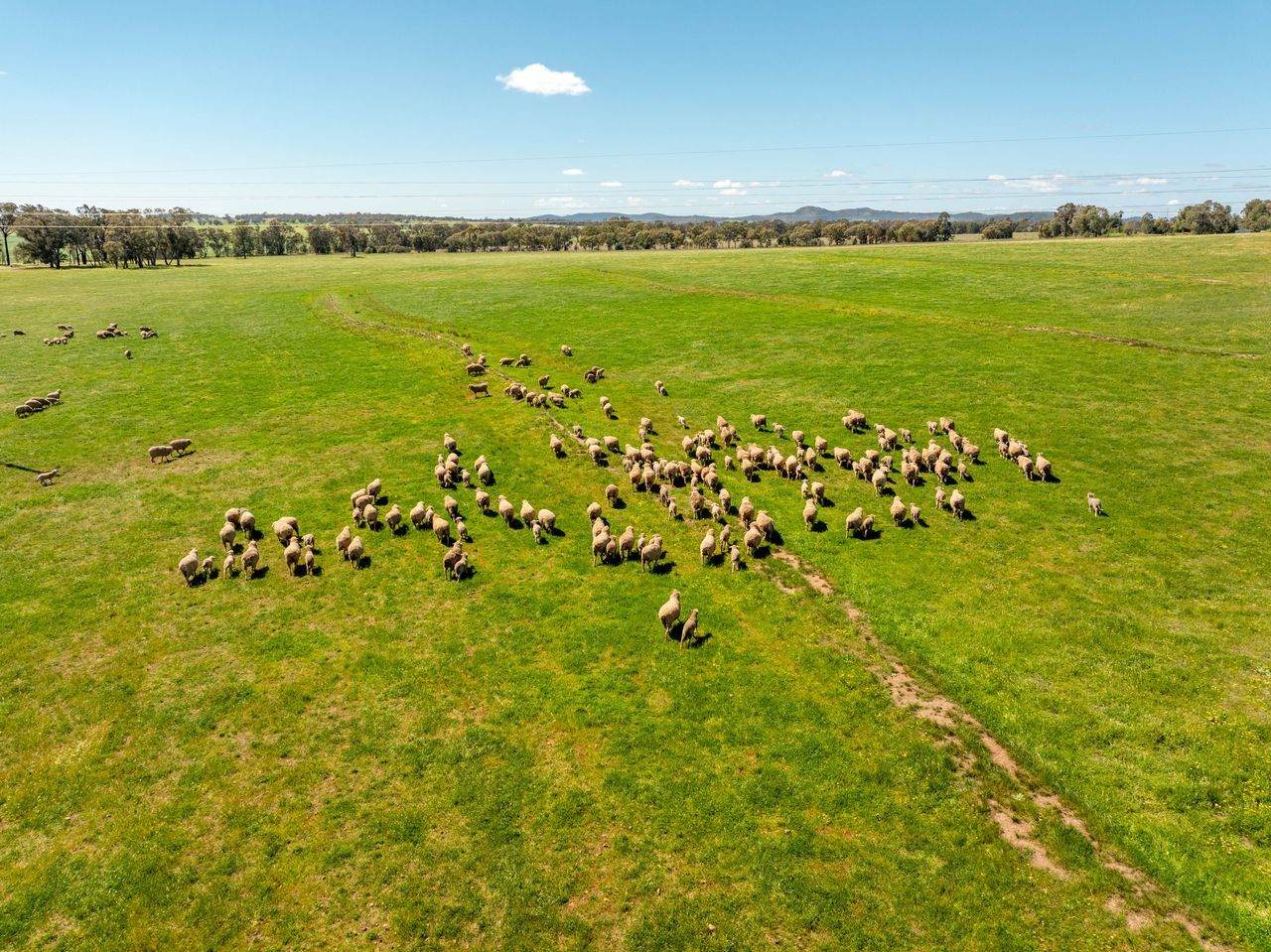 439 Taylors Road, Gidgingbung Via, Temora For Sale by Farmbuy.com - image 32