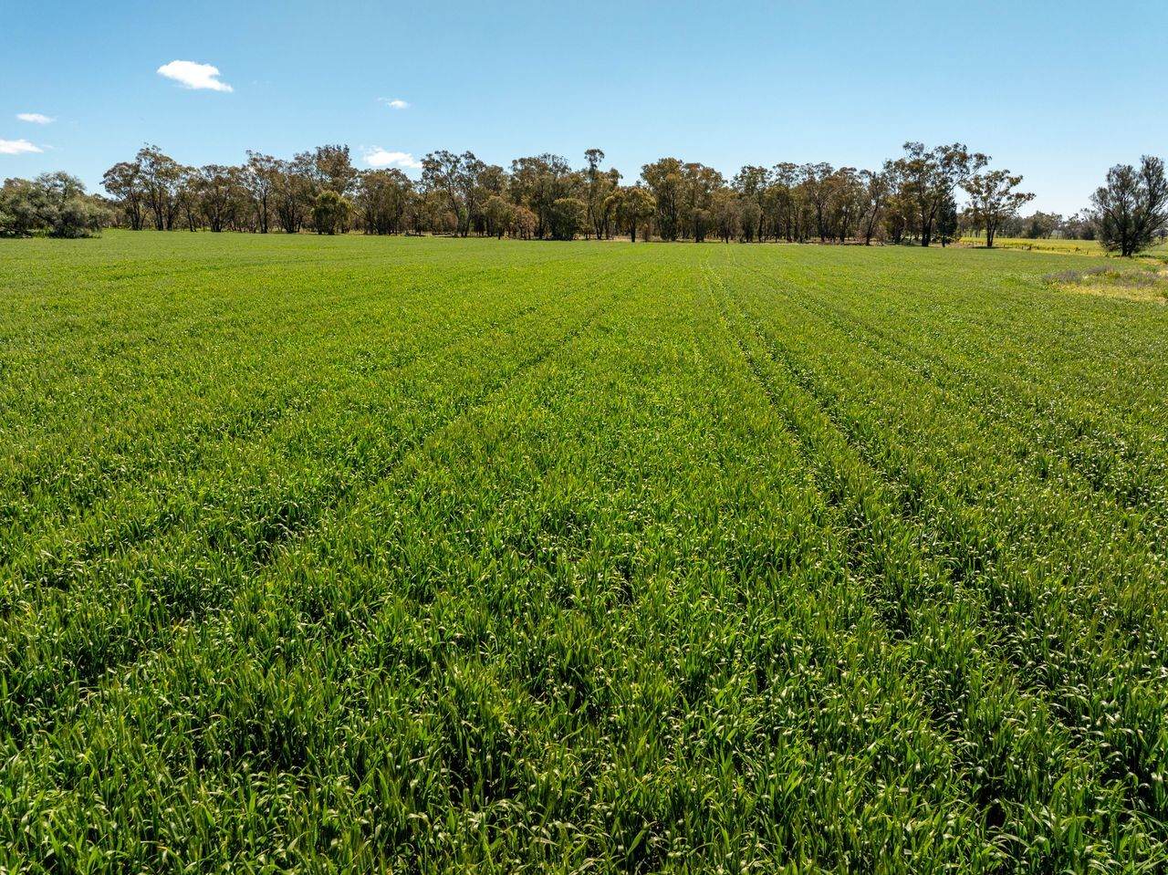 439 Taylors Road, Gidgingbung Via, Temora For Sale by Farmbuy.com - image 5