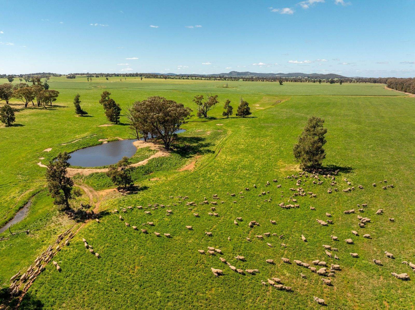 439 Taylors Road, Gidgingbung Via, Temora For Sale by Farmbuy.com - image 14
