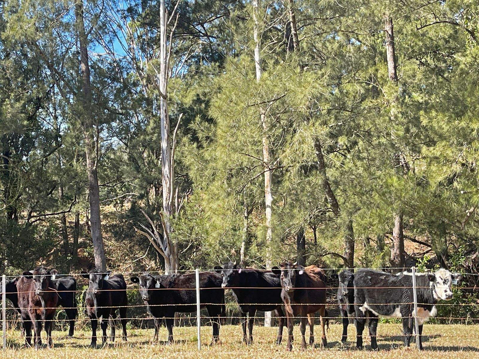 1507 Bakers Creek Road, Bundook For Sale by Farmbuy.com - image 30