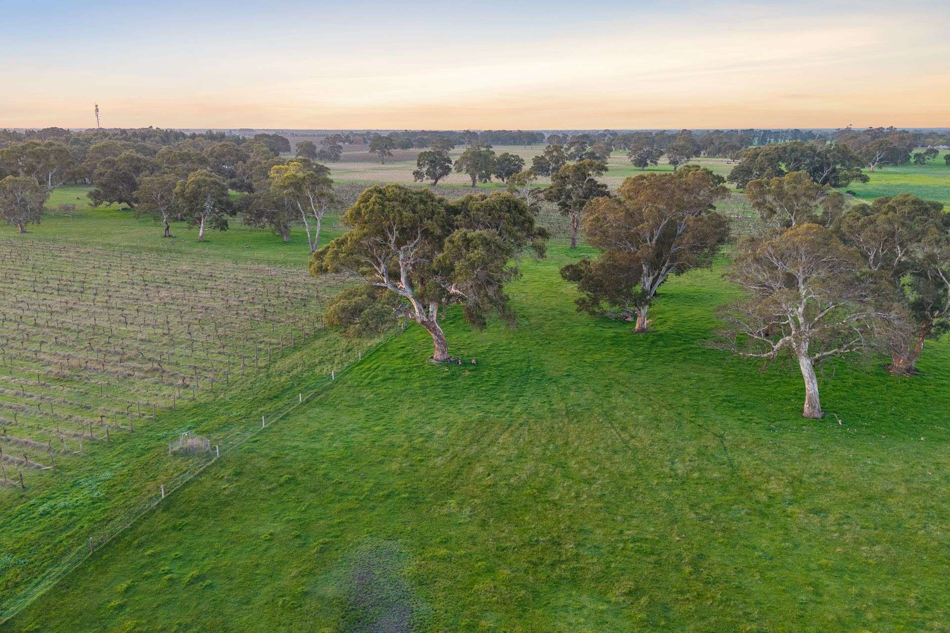 101 Gaffney Road, Coonawarra For Sale by Farmbuy.com - image 7