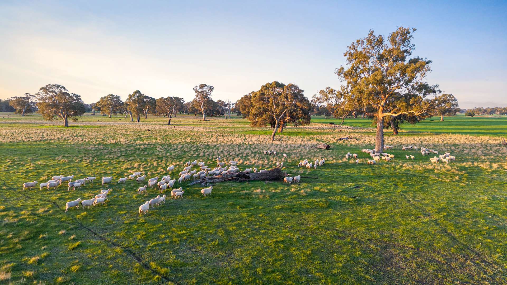 101 Gaffney Road, Coonawarra For Sale by Farmbuy.com - image 3