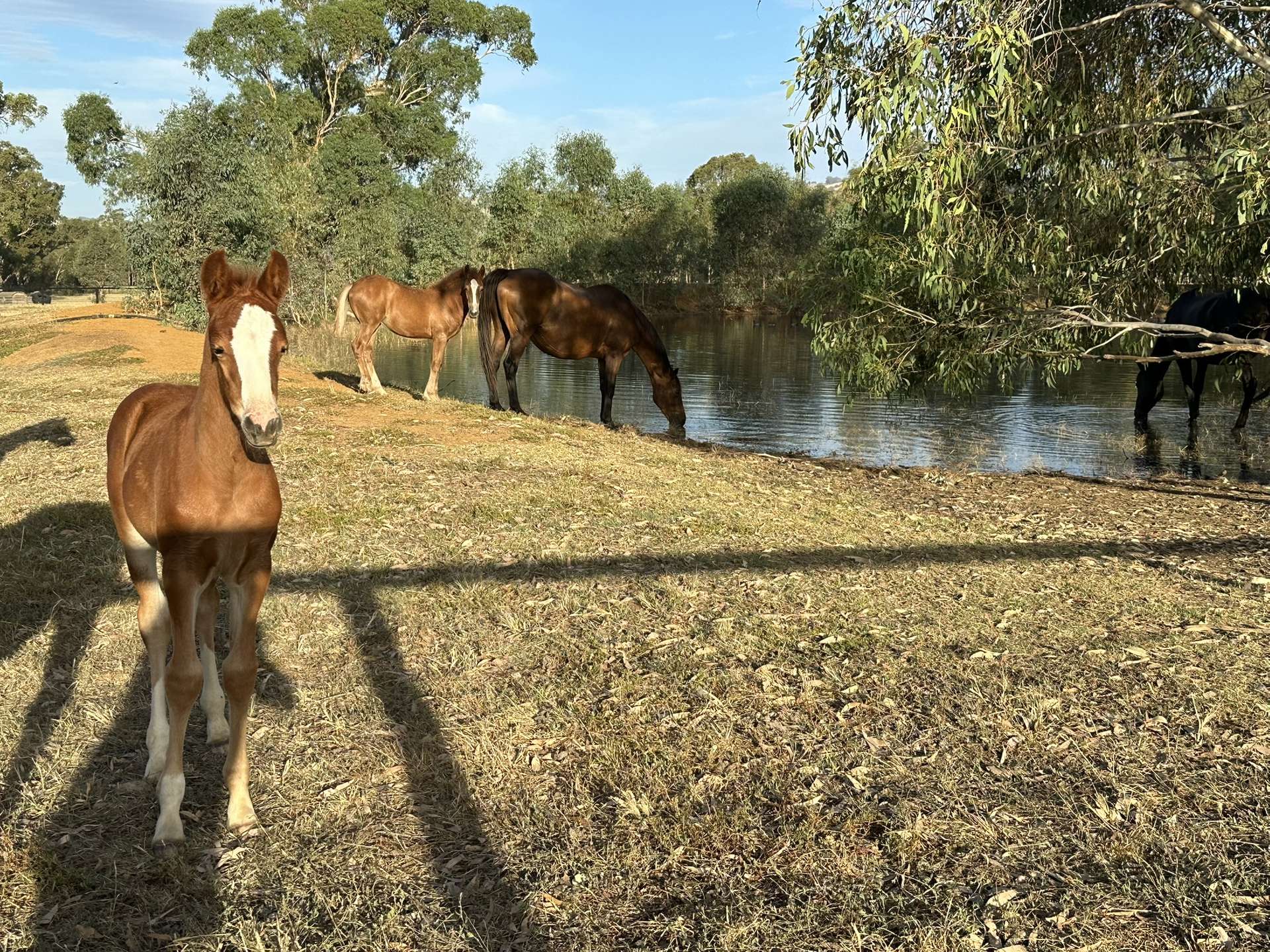 Lot 1/2 Millards Lane, Euroa For Sale by Farmbuy.com - image 12