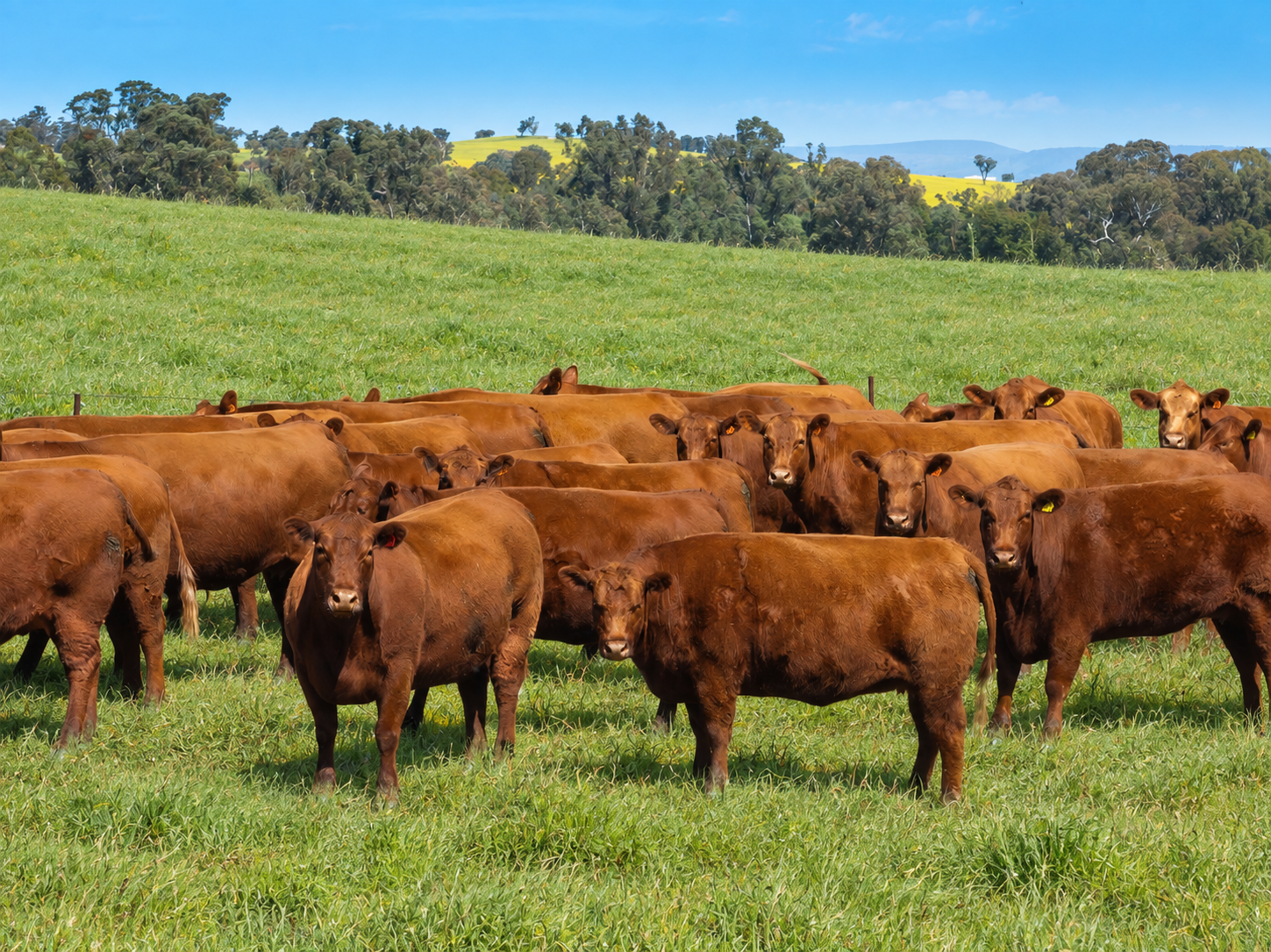 'Burley' 8394 Mid Western Highway, Woodstock Auction by Farmbuy.com - image 1