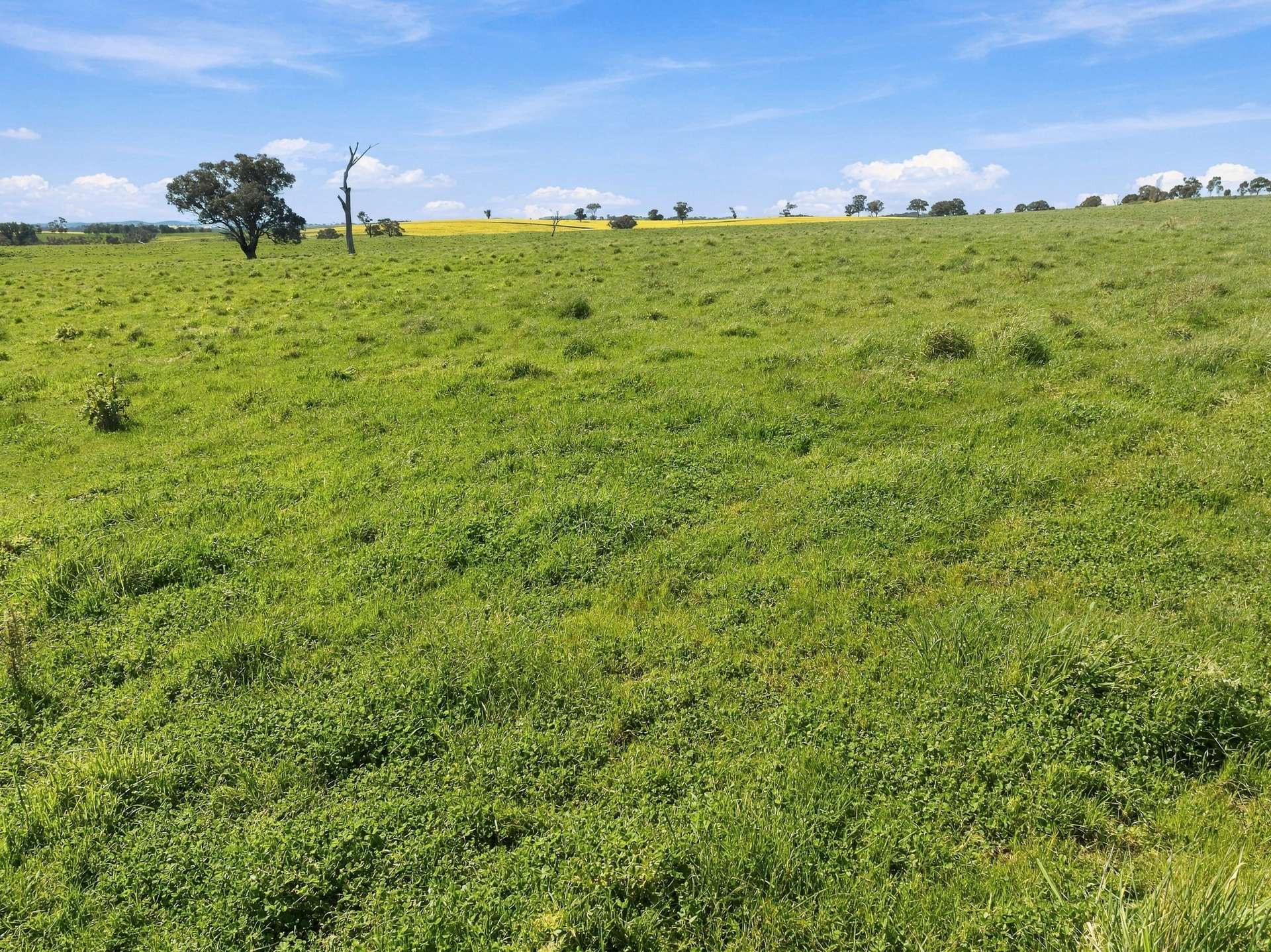 'Burley' 8394 Mid Western Highway, Woodstock Auction by Farmbuy.com - image 5