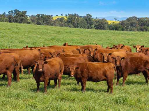 'Burley' 8394 Mid Western Highway, Woodstock NSW 2793