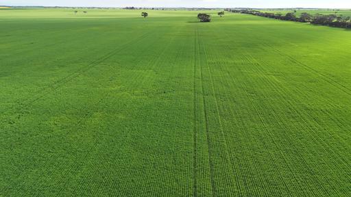 Farm For Sale - SA - Alford - 5555 - PRODUCTIVE ARABLE LAND 