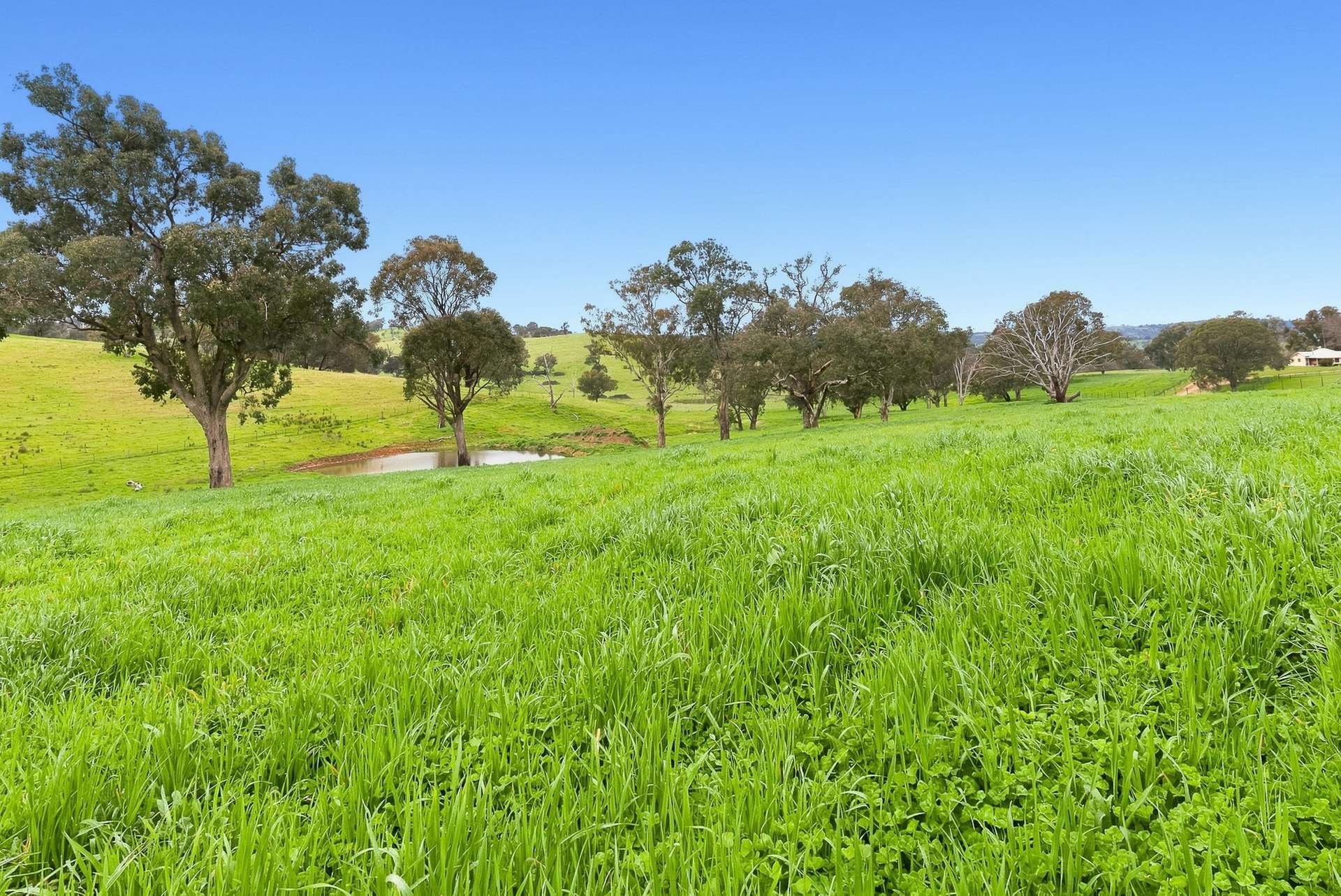 1079 Reg Hailstone Way, Woodstock Auction by Farmbuy.com - image 31