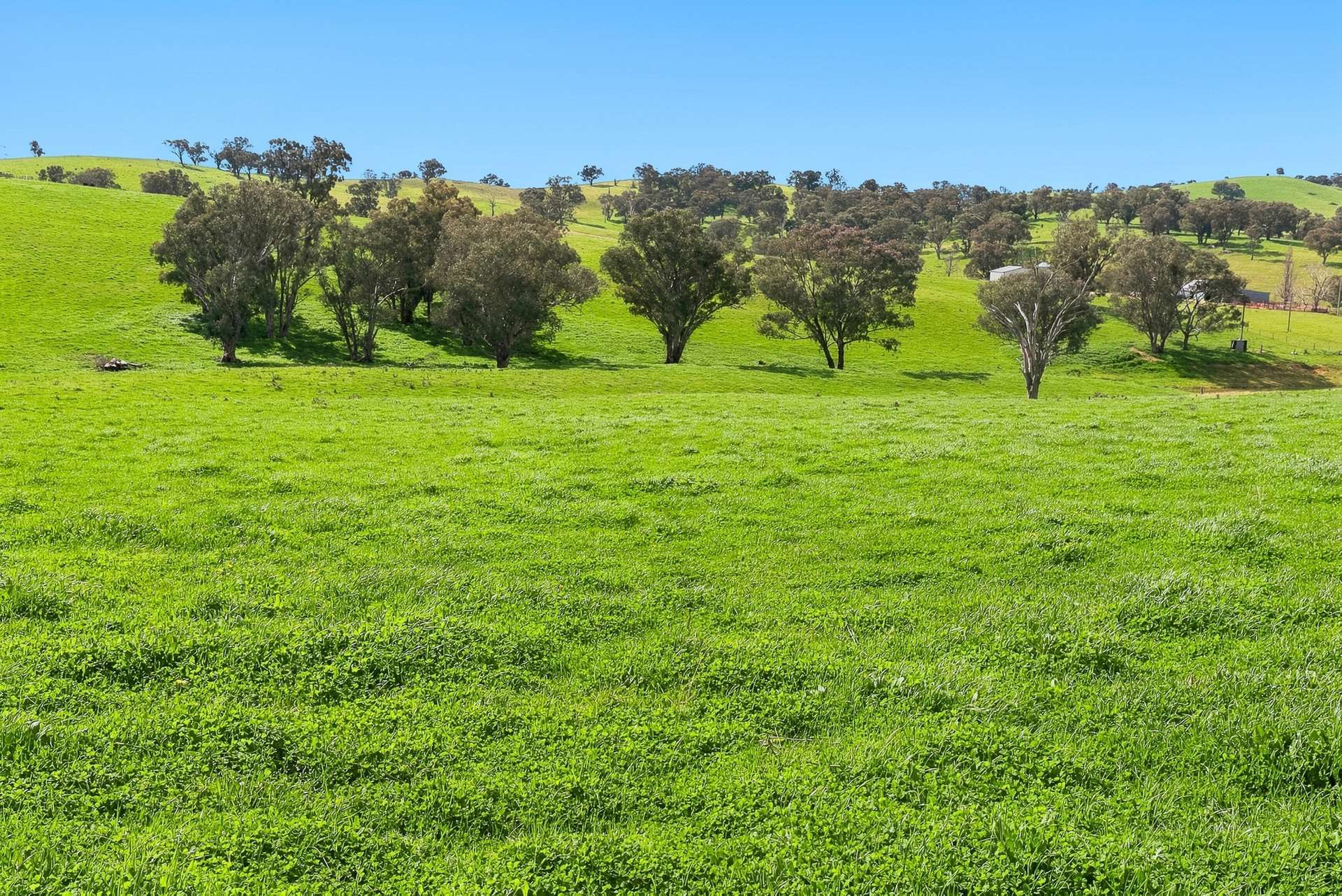 1079 Reg Hailstone Way, Woodstock Auction by Farmbuy.com - image 6