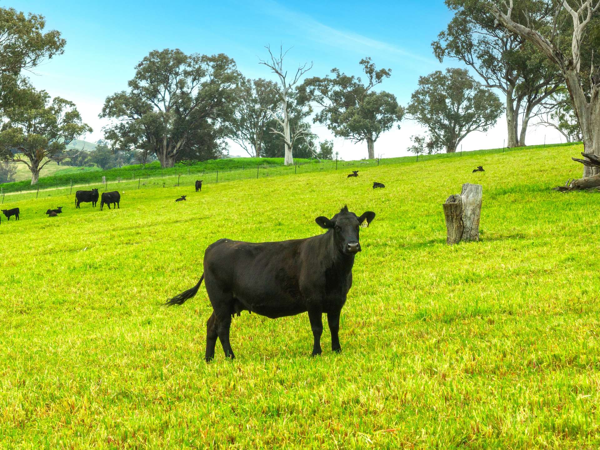 1079 Reg Hailstone Way, Woodstock Auction by Farmbuy.com - image 1