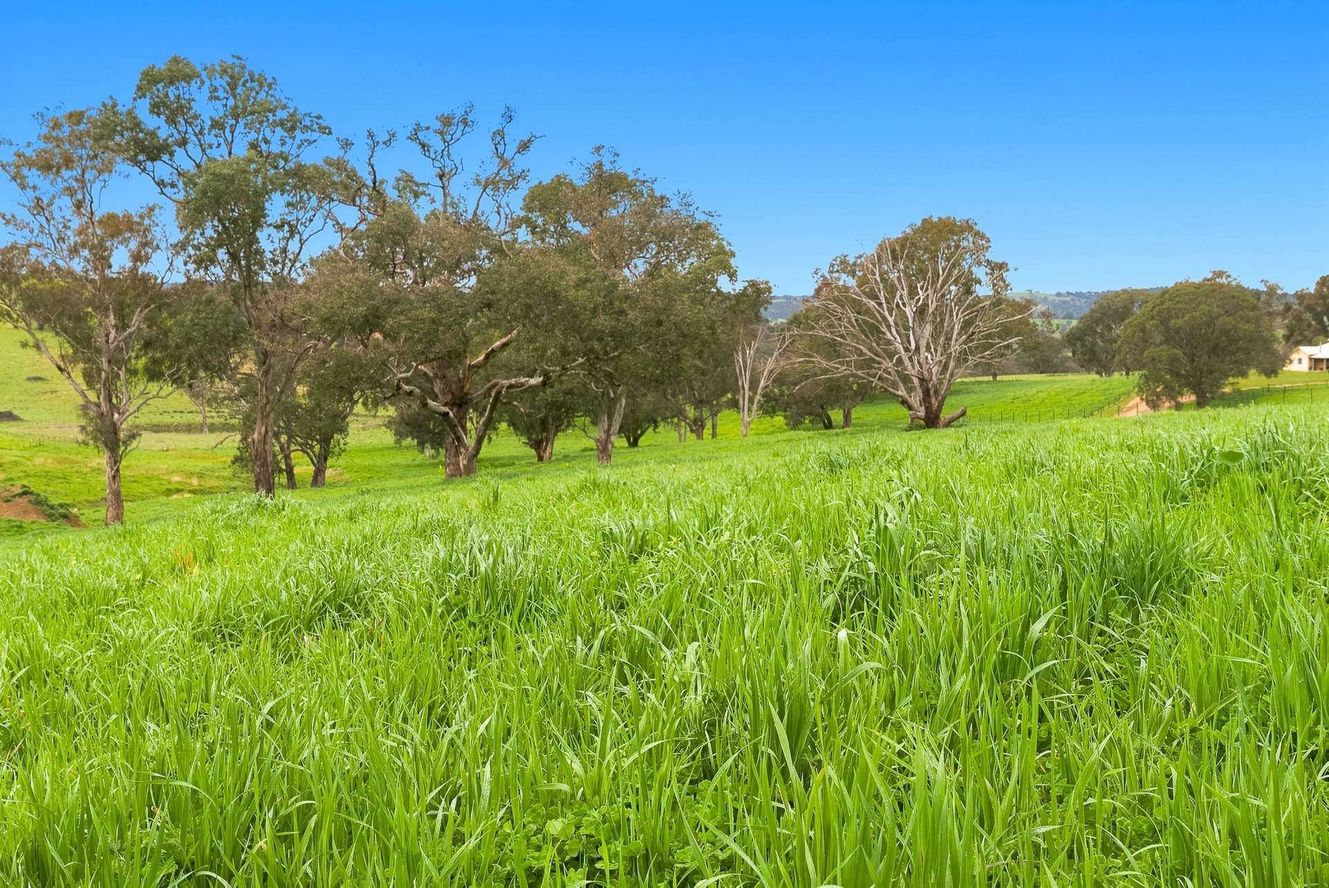 1079 Reg Hailstone Way, Woodstock Auction by Farmbuy.com - image 7