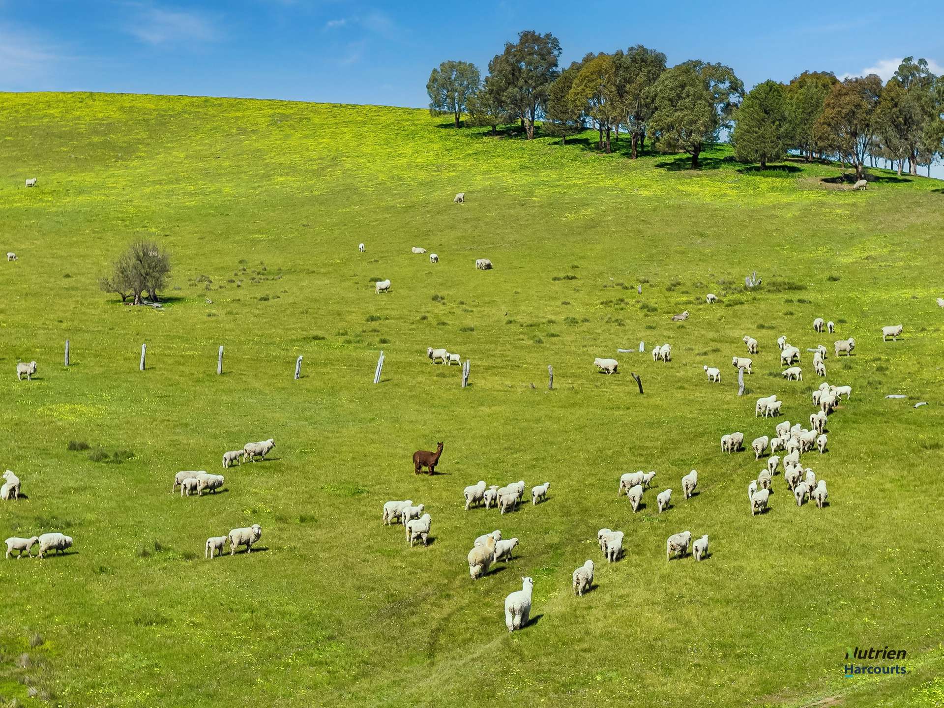 1924 Benalla Yarrawonga Road, Bungeet West For Sale by Farmbuy.com - image 4
