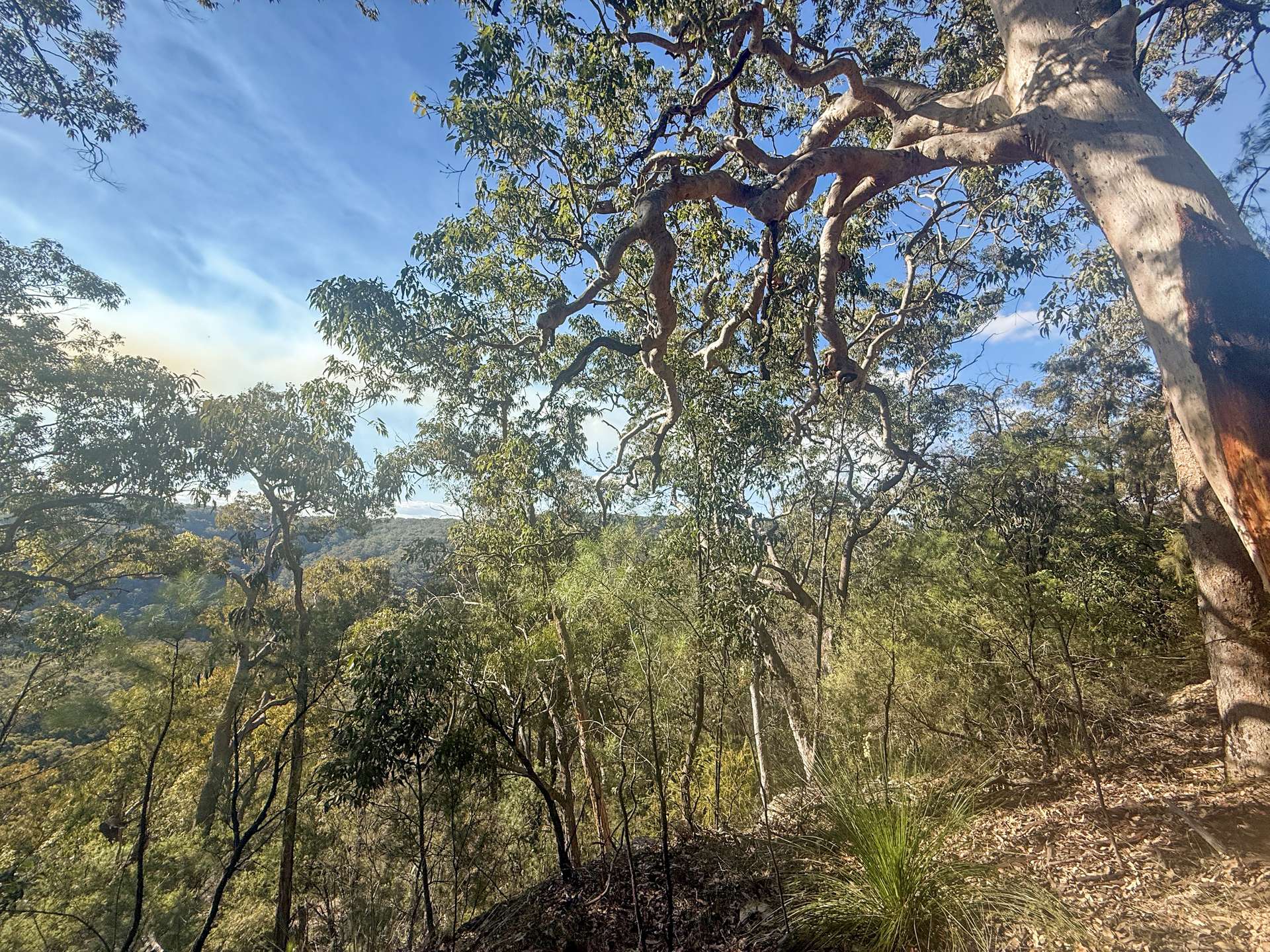 Parcel H Hitcham Park Dairy Arm Road, Laguna For Sale by Farmbuy.com - image 9