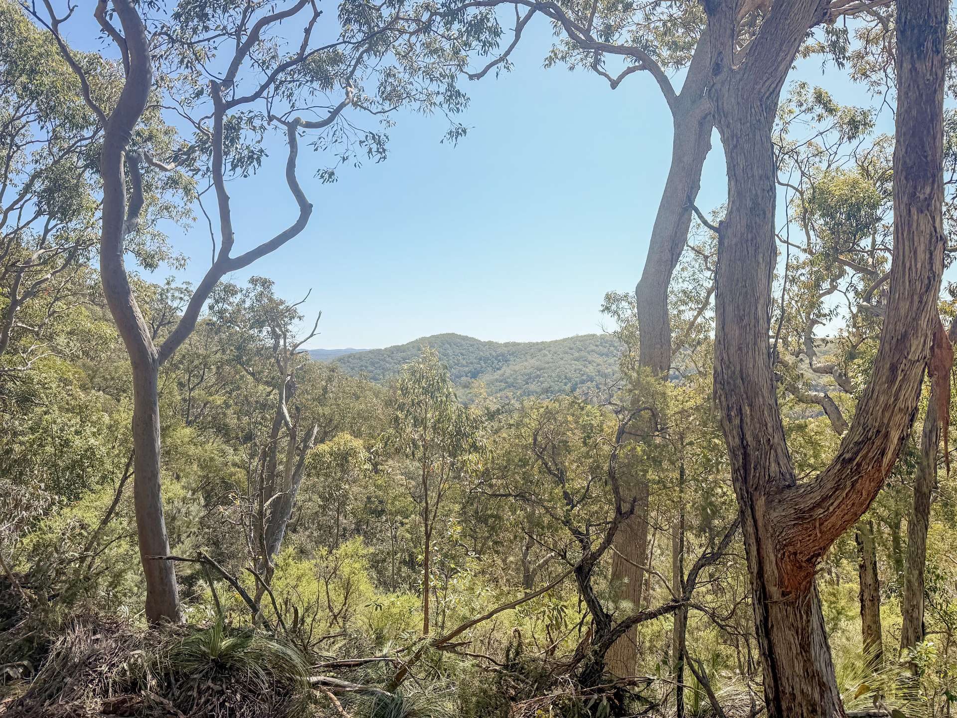 Parcel H Hitcham Park Dairy Arm Road, Laguna For Sale by Farmbuy.com - image 10
