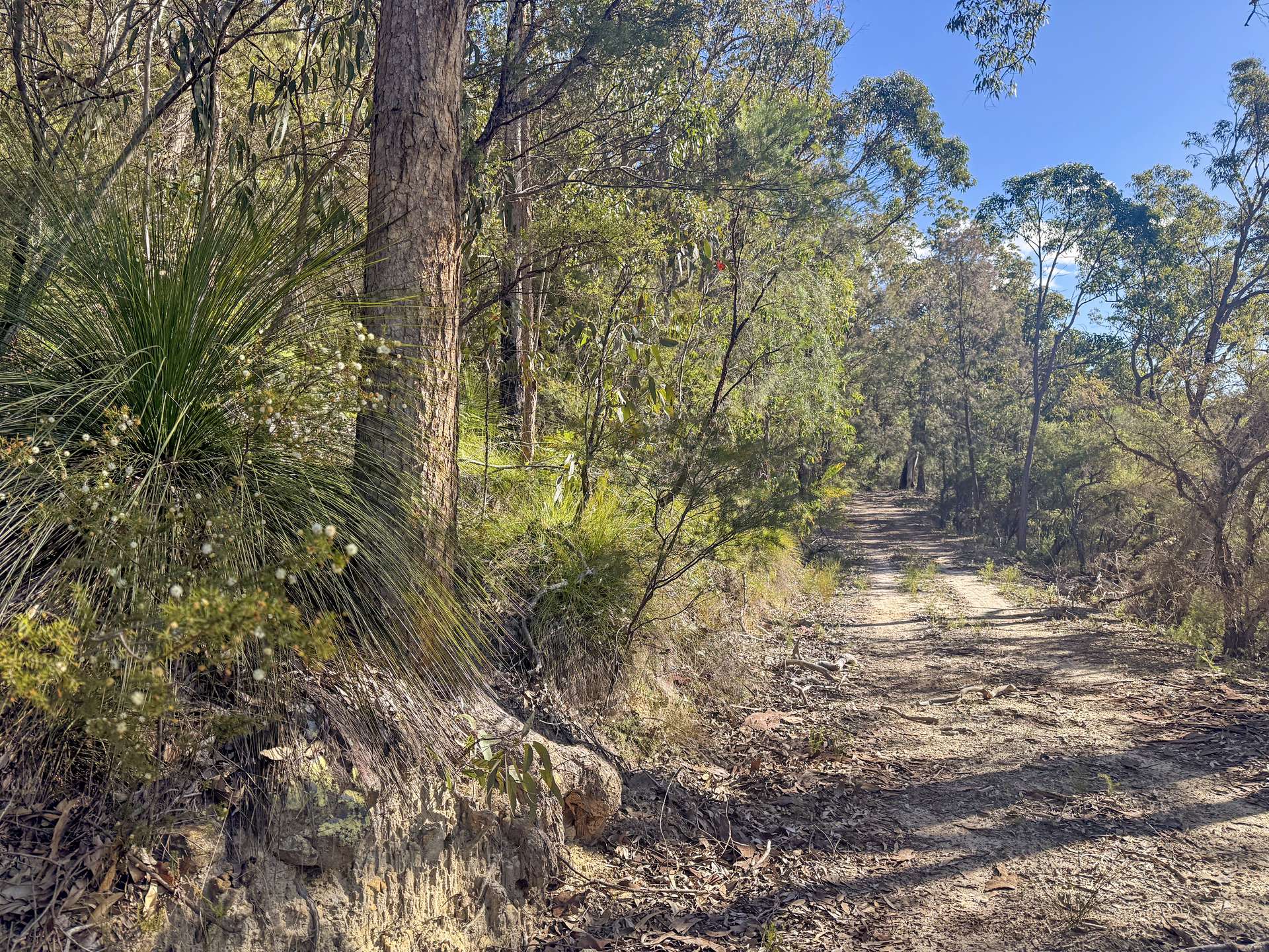 Parcel H Hitcham Park Dairy Arm Road, Laguna For Sale by Farmbuy.com - image 4