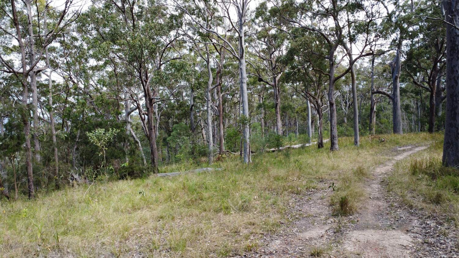 Lot 31 Redgate Road, New Italy For Sale by Farmbuy.com - image 5