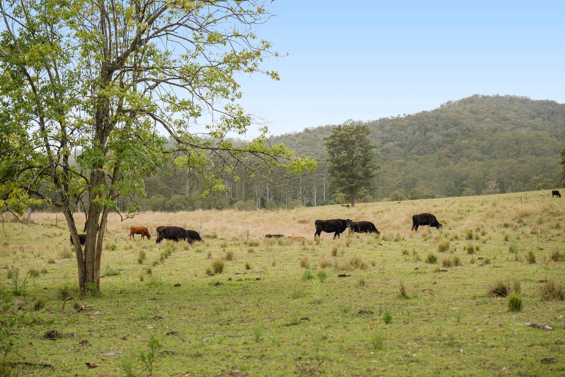 876 Smiths Creek Road, Kundabung For Sale by Farmbuy.com - image 27