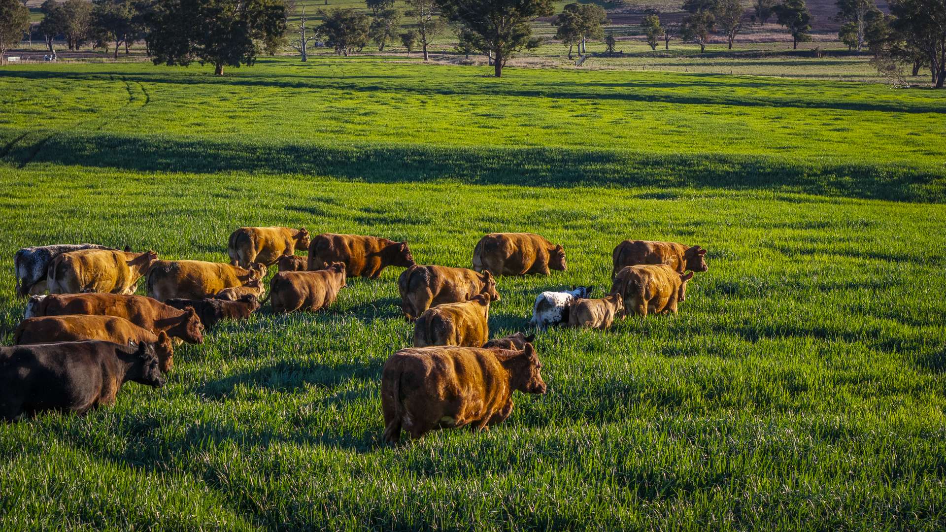 6507 Golden Highway, Merriwa Auction by Farmbuy.com - image 2
