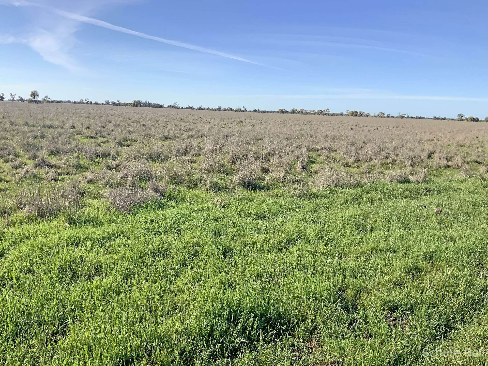 3075 Trangie Dandaloo Rd, Dandaloo For Sale by Farmbuy.com - image 4