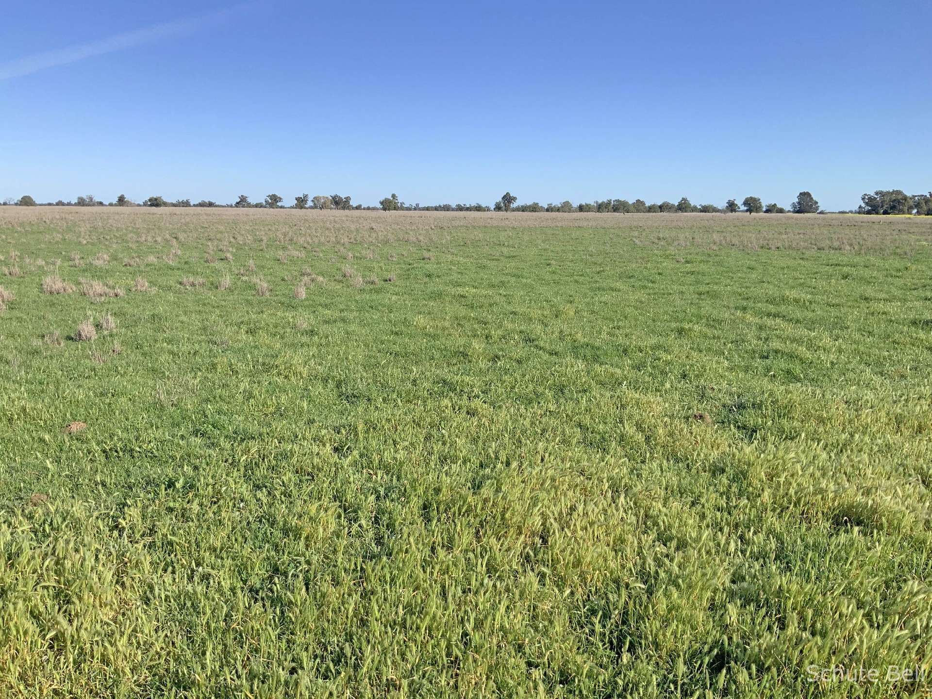 3075 Trangie Dandaloo Rd, Dandaloo For Sale by Farmbuy.com - image 11