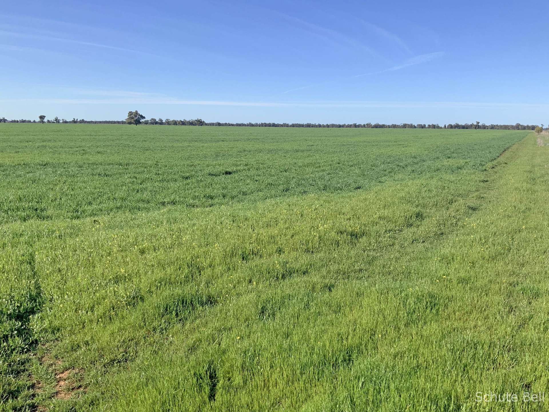 3075 Trangie Dandaloo Rd, Dandaloo For Sale by Farmbuy.com - image 9