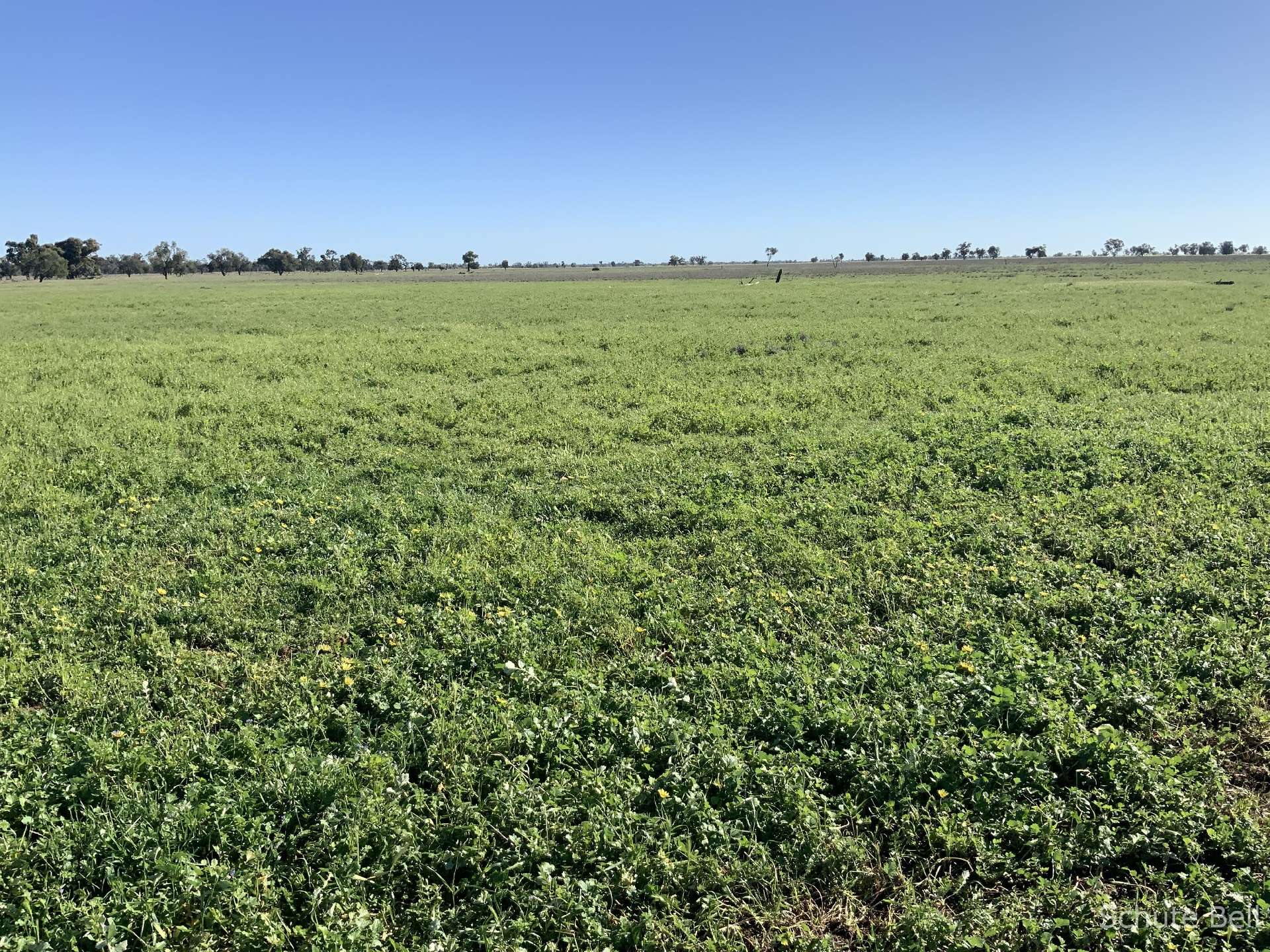 3075 Trangie Dandaloo Rd, Dandaloo For Sale by Farmbuy.com - image 10