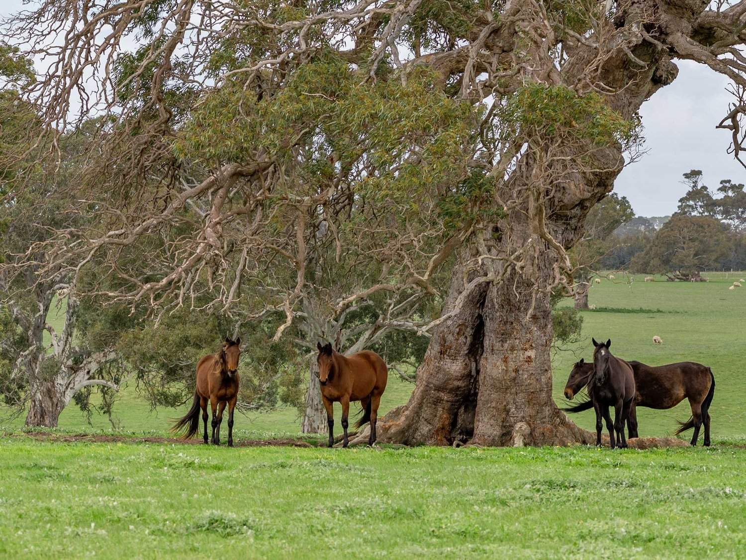1405 Henty Highway, Hensley Park For Sale by Farmbuy.com - image 34