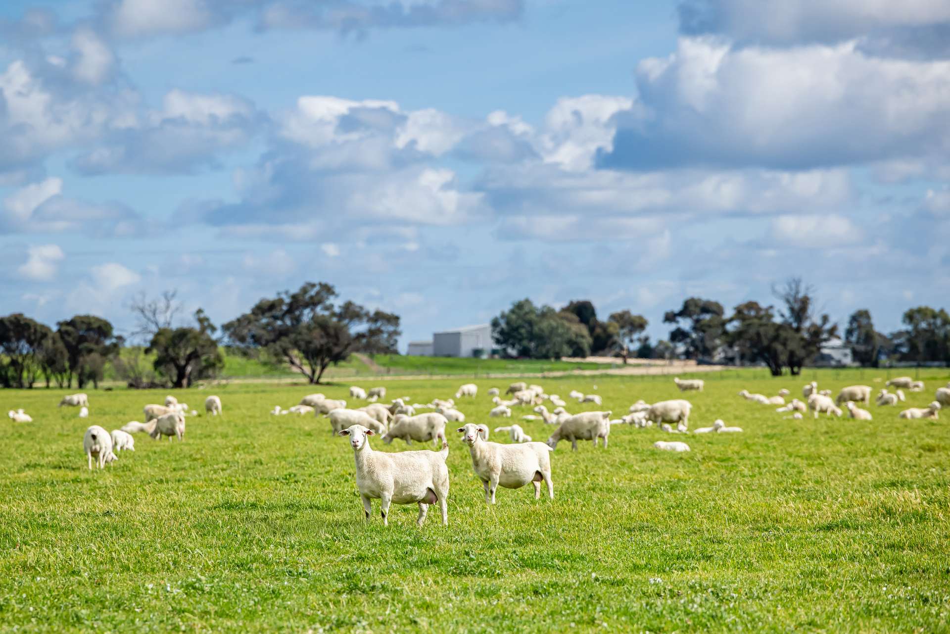 1769 Emu Flat Road, Keith For Sale by Farmbuy.com - image 5