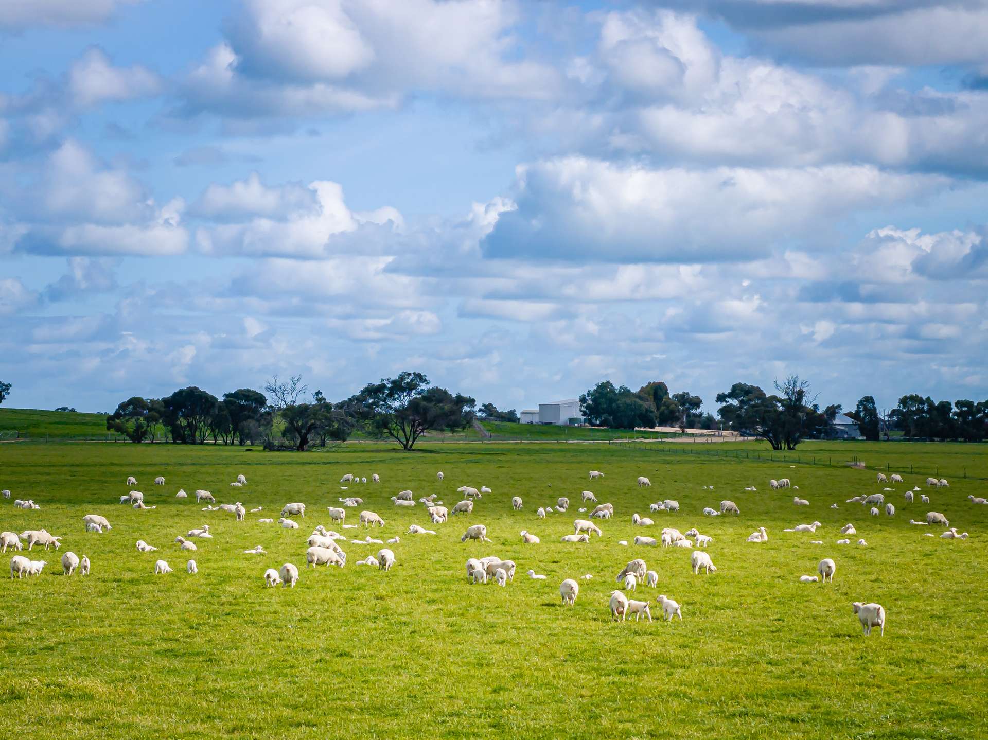1769 Emu Flat Road, Keith For Sale by Farmbuy.com - image 6