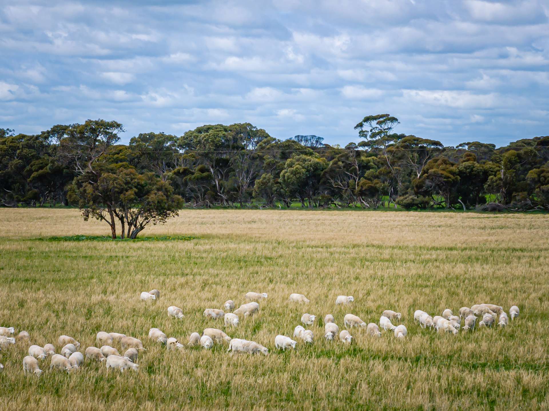 1769 Emu Flat Road, Keith For Sale by Farmbuy.com - image 4