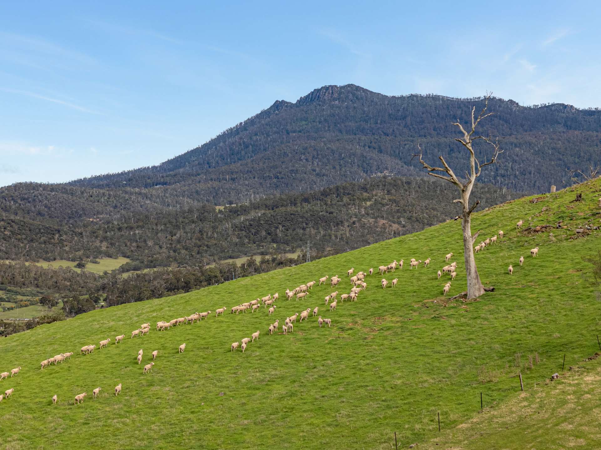 669 Black Brush Road, Broadmarsh For Sale by Farmbuy.com - image 7