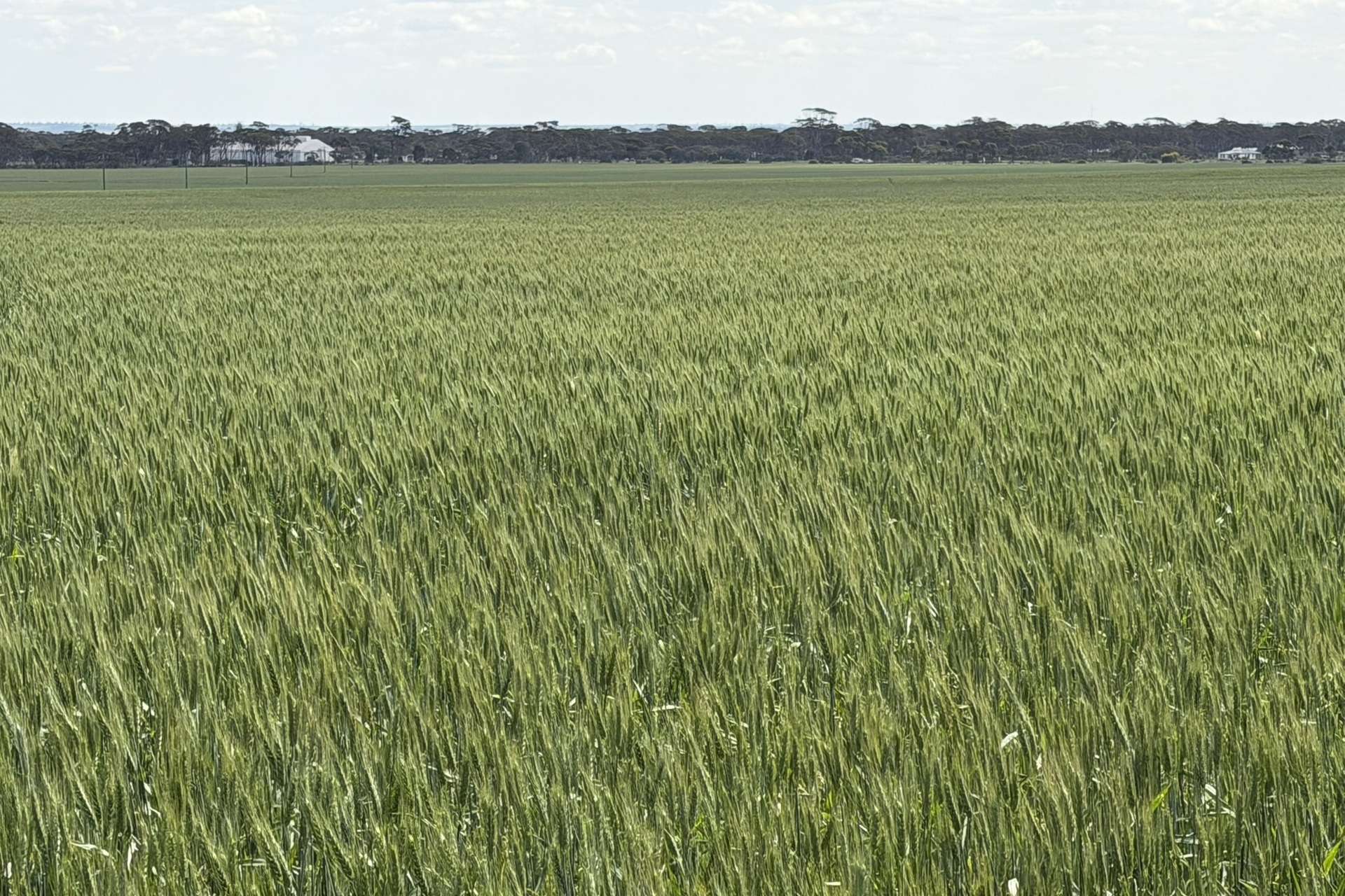 1759 Nungarin-Wyalkatchem Road, South Kununoppin For Sale by Farmbuy.com - image 21