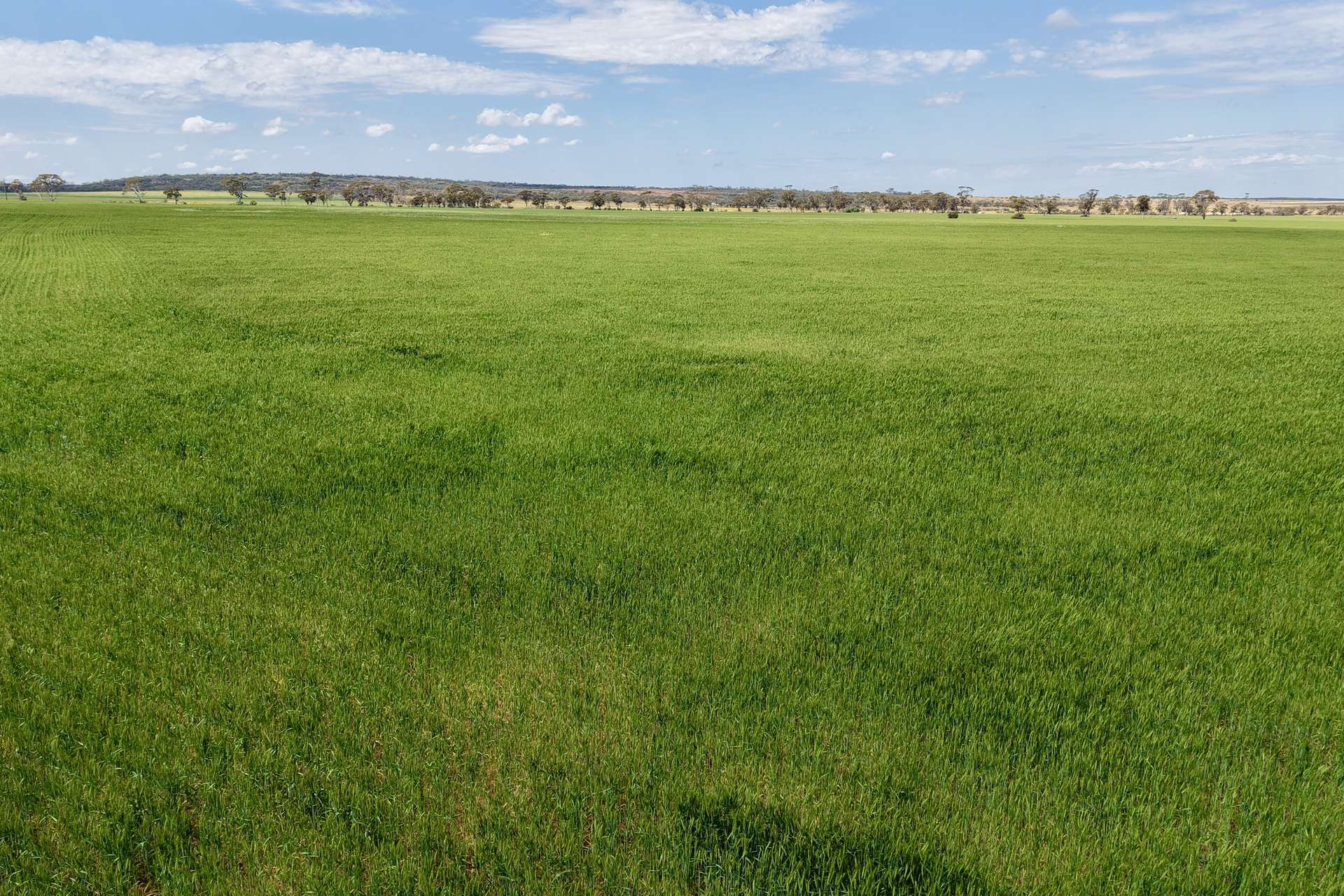1759 Nungarin-Wyalkatchem Road, South Kununoppin For Sale by Farmbuy.com - image 35
