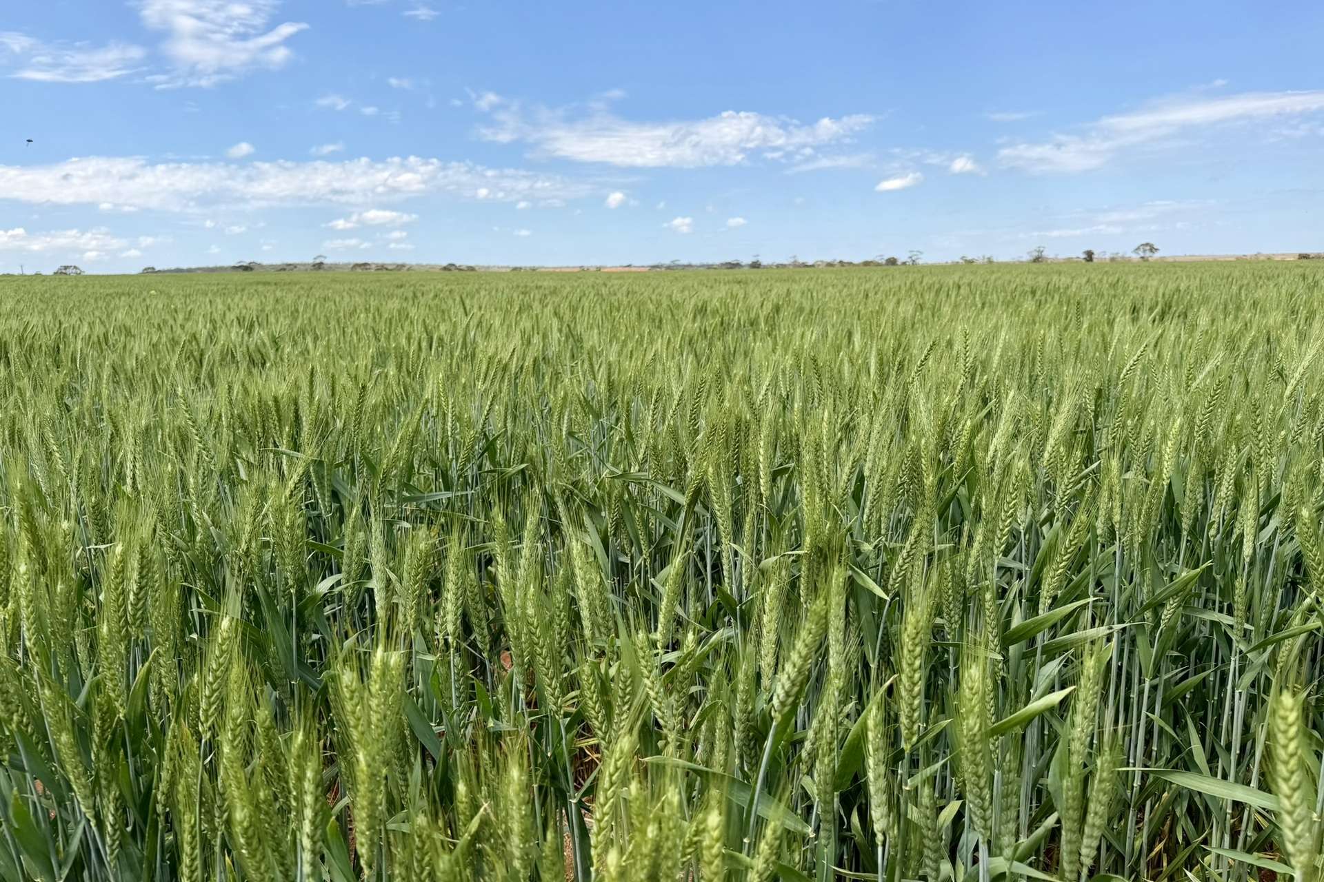 1759 Nungarin-Wyalkatchem Road, South Kununoppin For Sale by Farmbuy.com - image 22